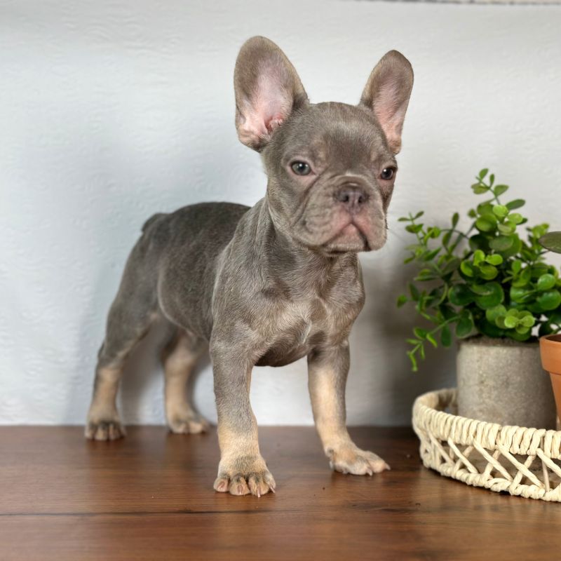 Beau French Bulldog puppy portrait