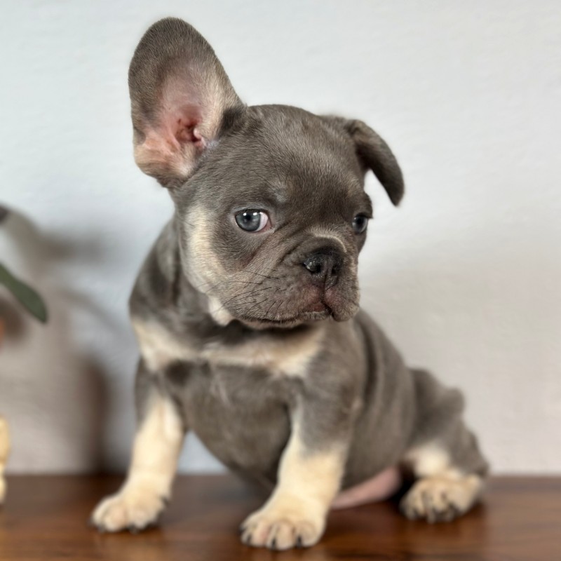 Calais French Bulldog puppy portrait