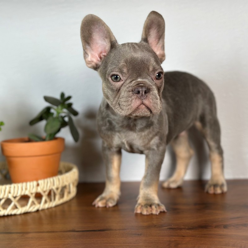 Beau, a lilac and tan French Bulldog puppy