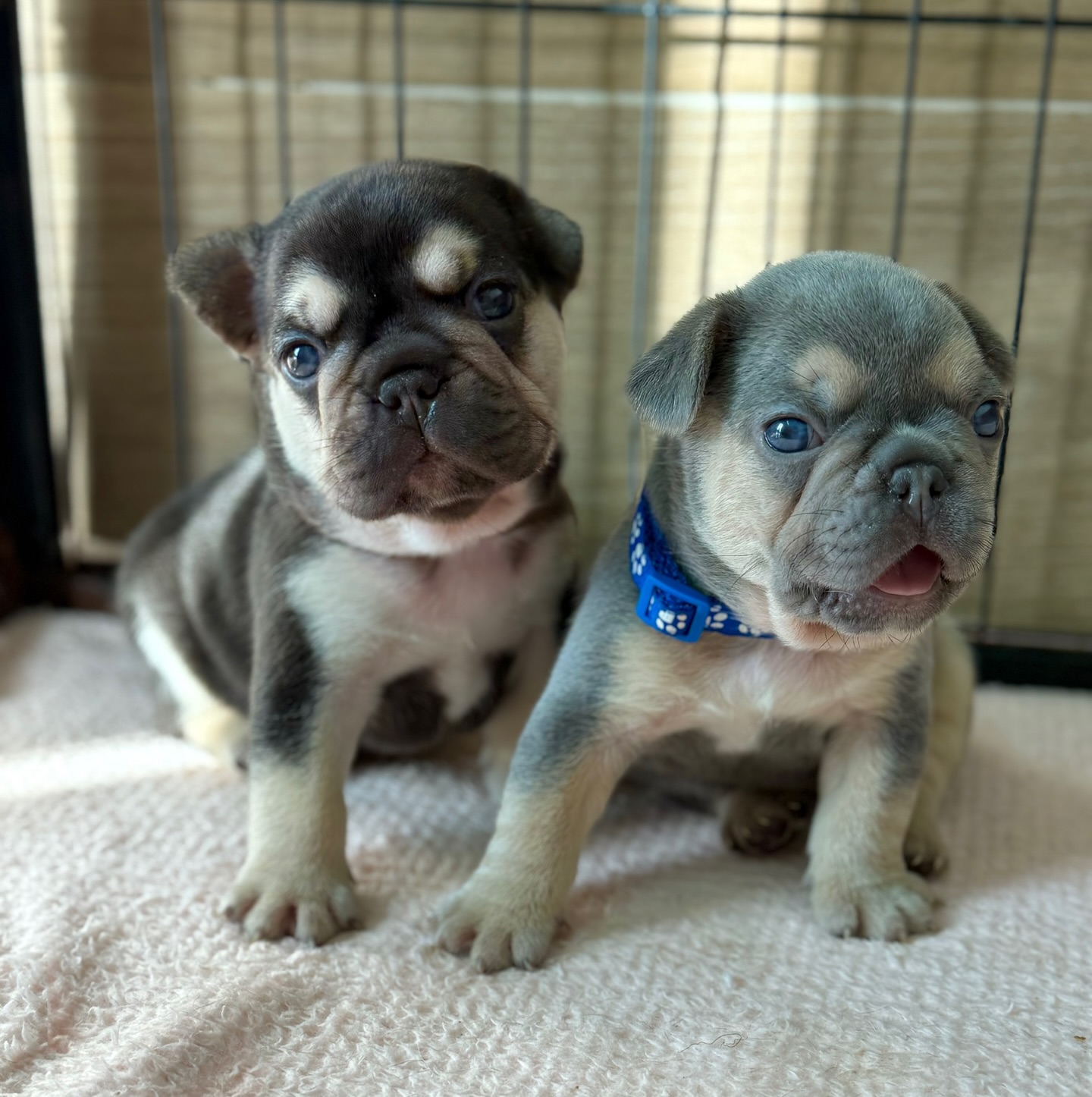 Elvis, a French Bulldog puppy
