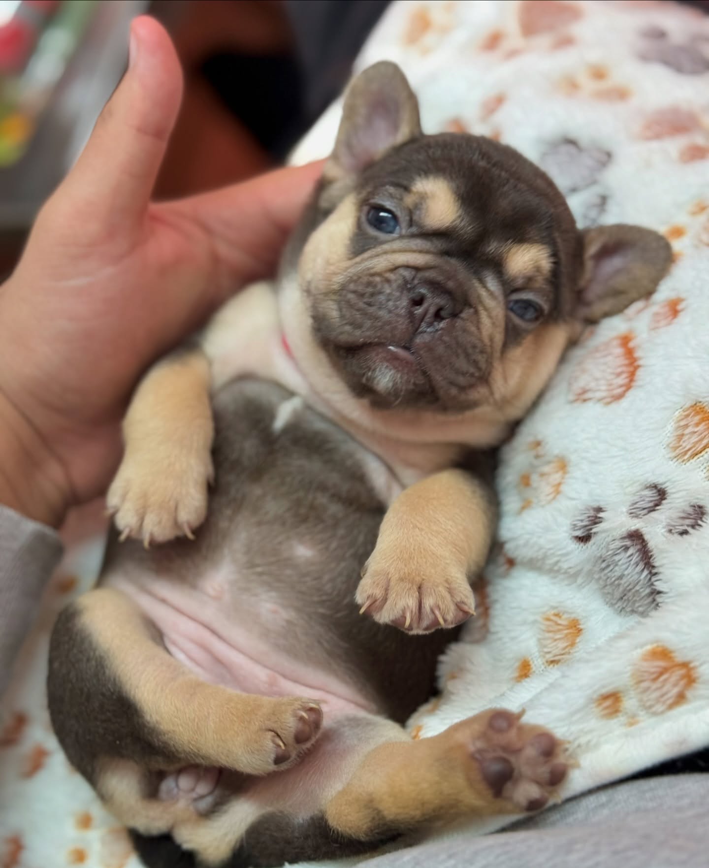 Elvis puppy portrait
