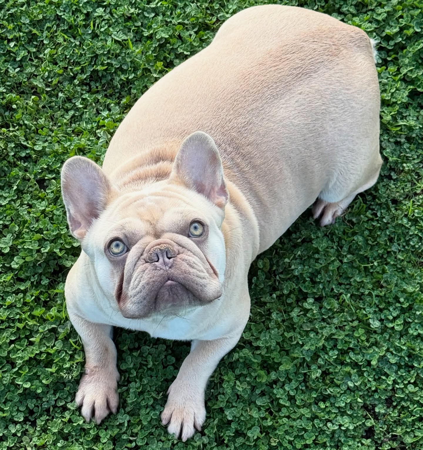 Bruce, a blue-and-tan French Bulldog puppy