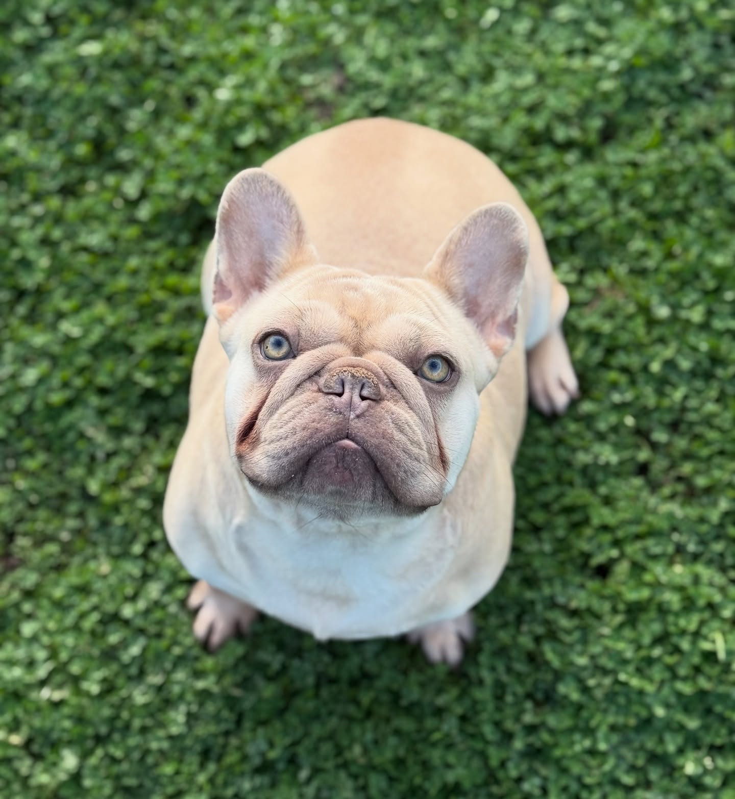 Truffles, a cream-fawn French Bulldog puppy