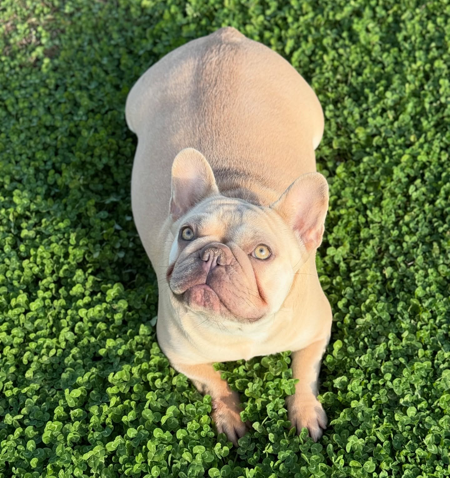 Ophelia, a cream French Bulldog puppy