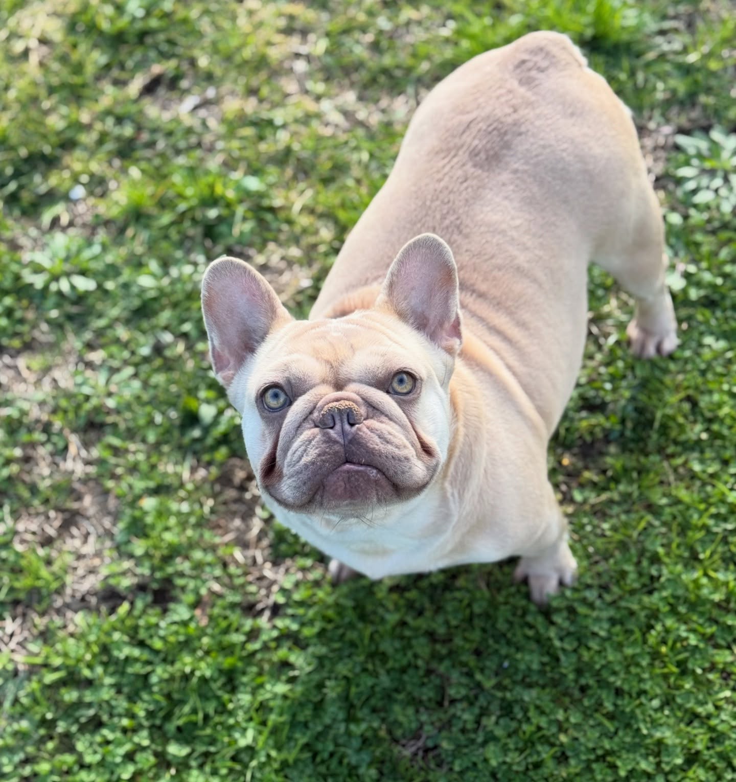 Ophelia, a cream French Bulldog puppy