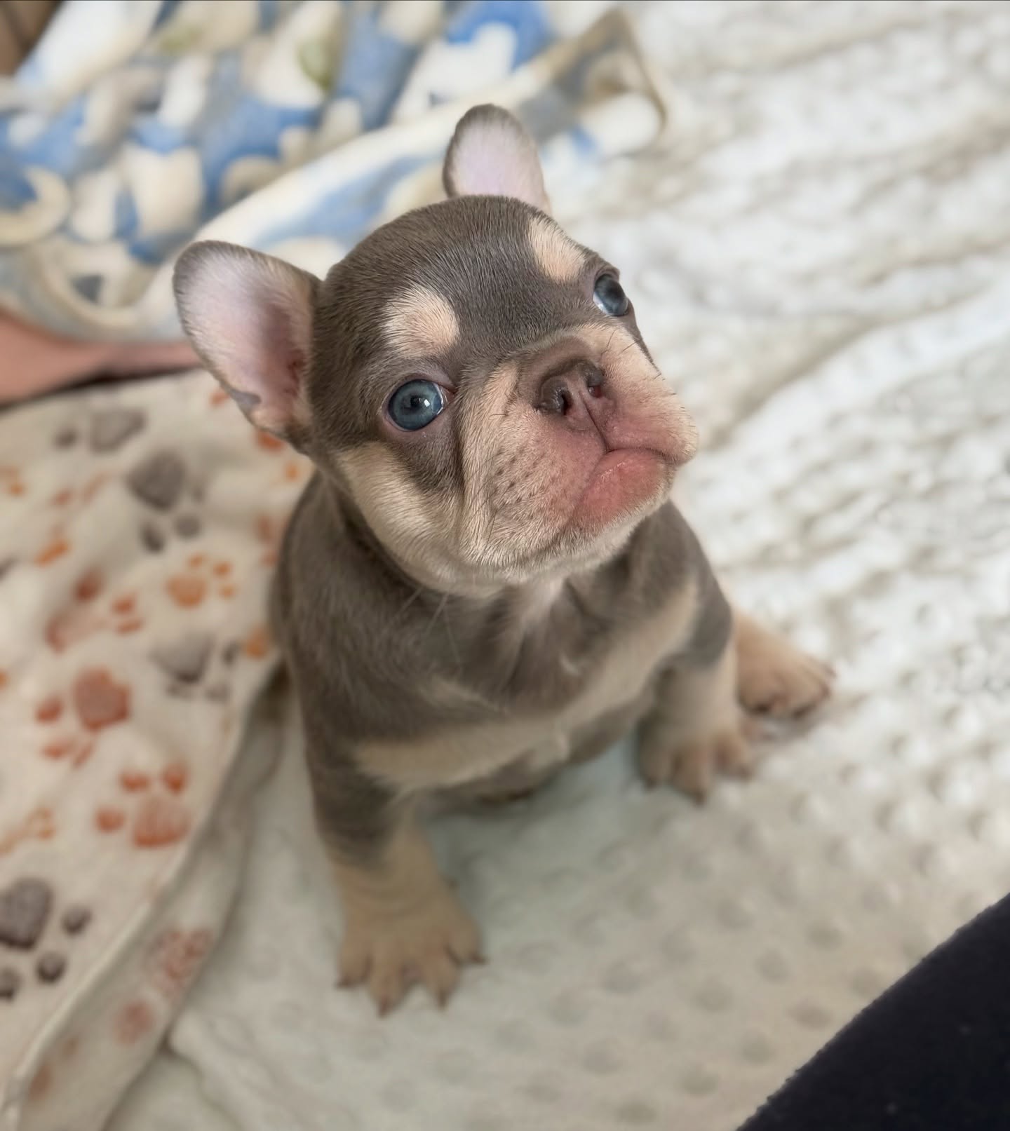 Bruce sitting on a blanket