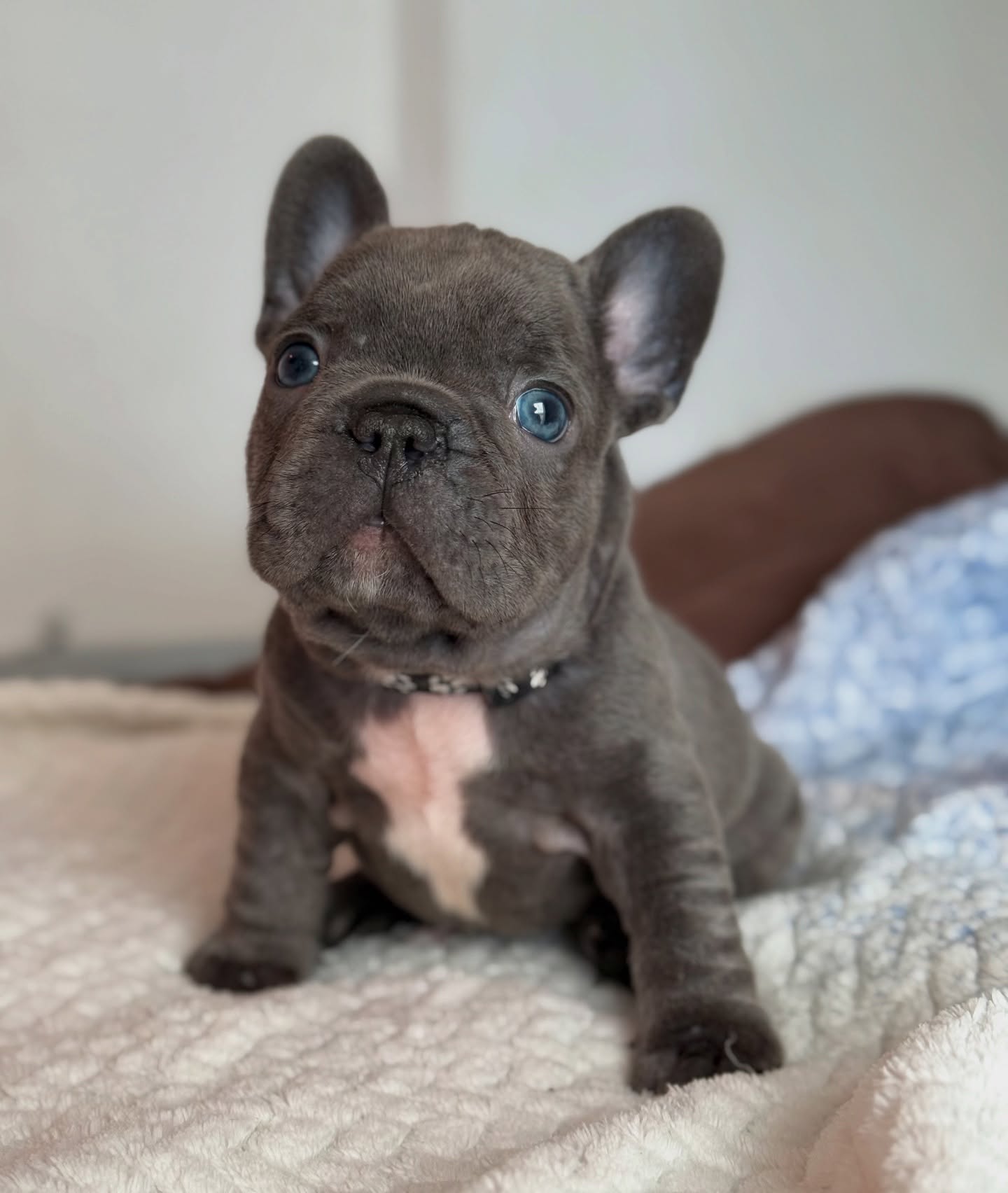 George, a blue-gray French Bulldog puppy with a white chest