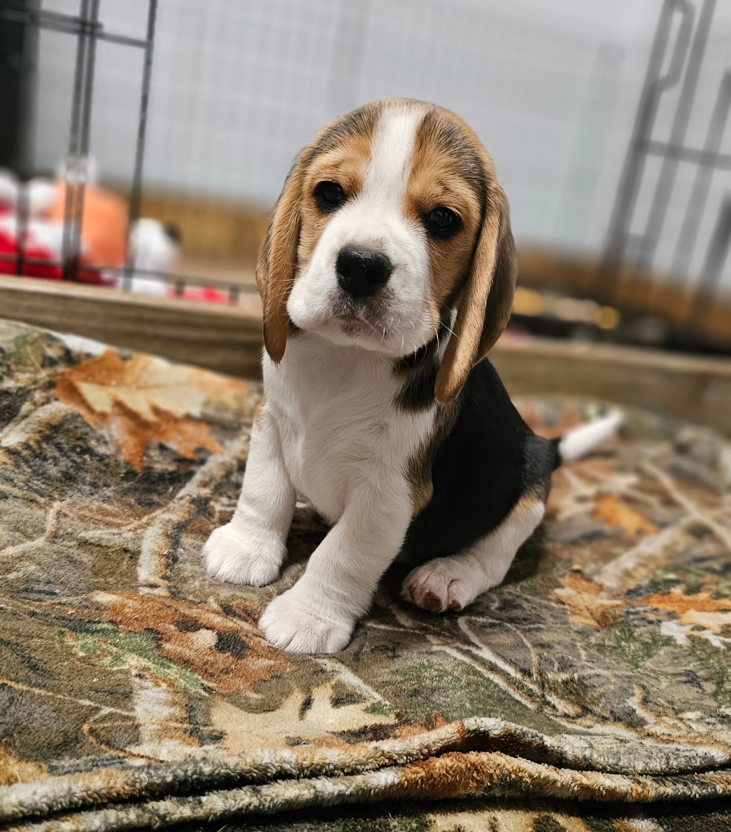 Grayco Beagle puppy from another angle