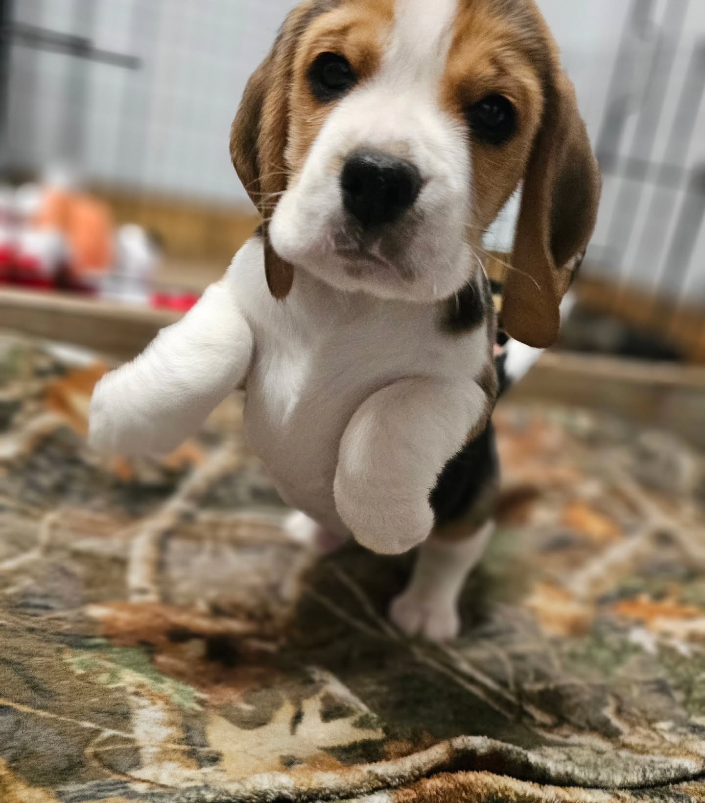 Grayco Beagle puppy portrait