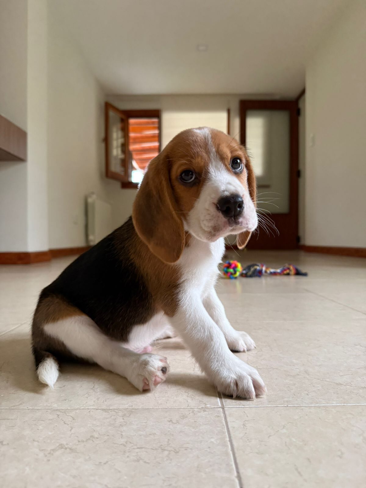 Milo, a Beagle puppy