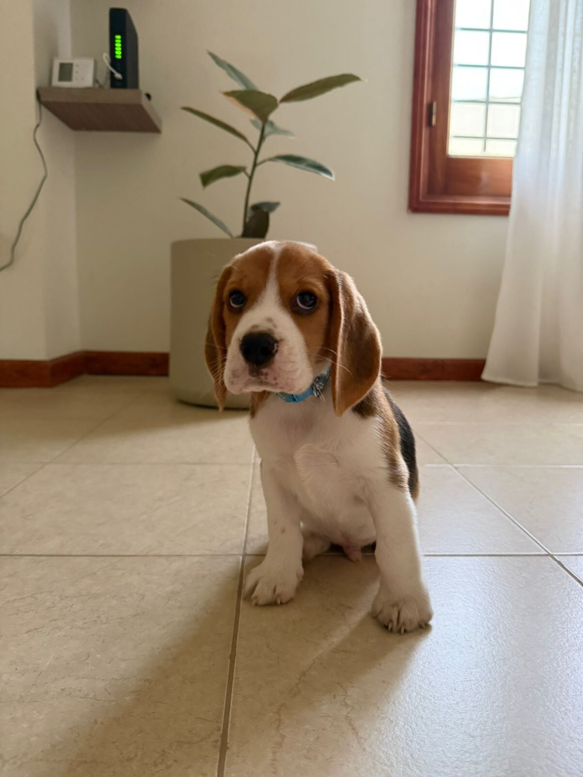 Milo Beagle puppy portrait