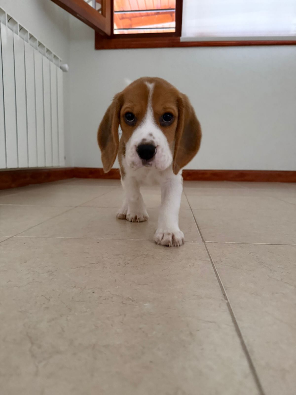 Milo Beagle puppy from another angle