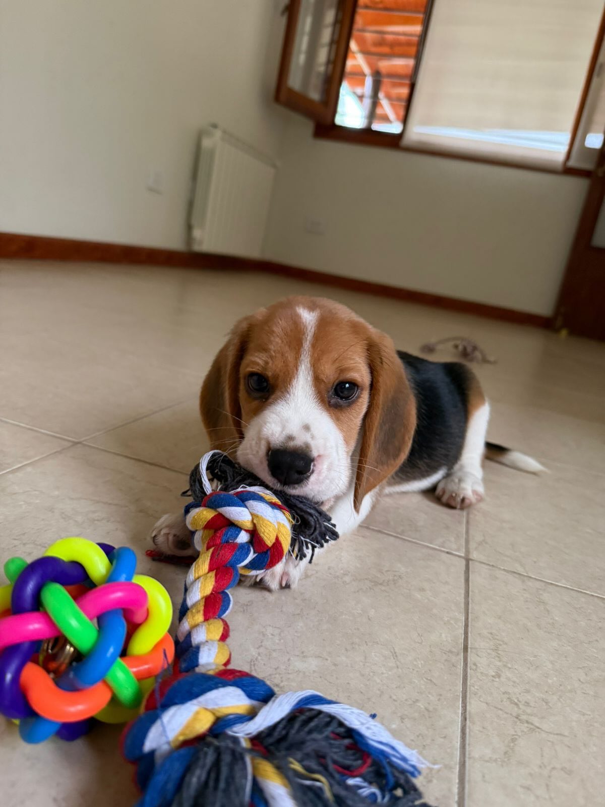 Milo Beagle puppy sitting