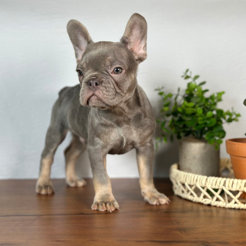Beau looking toward the camera