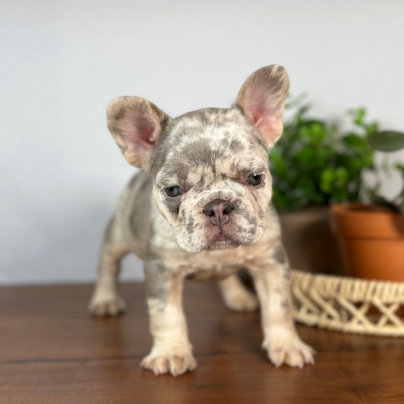 Calais French Bulldog puppy