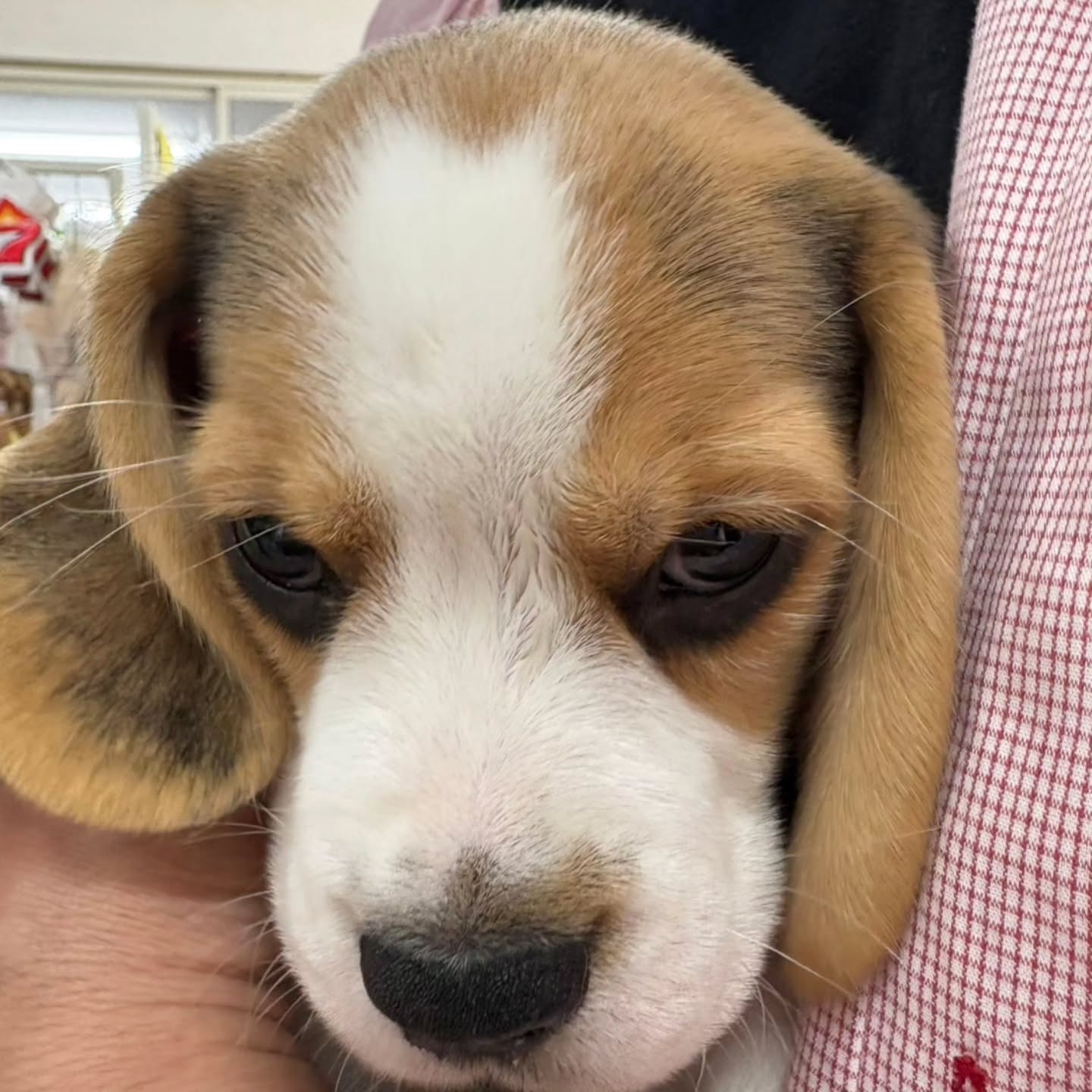 Theo Beagle puppy from another angle