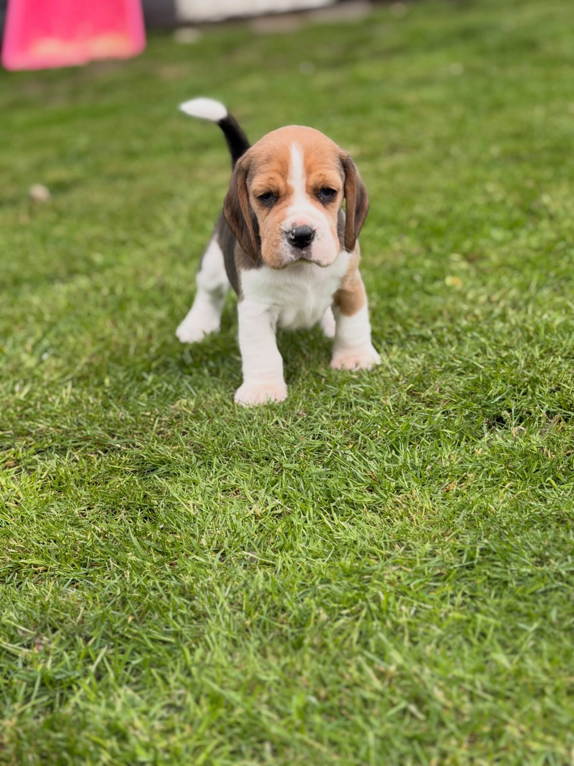 Willow, a Beagle puppy