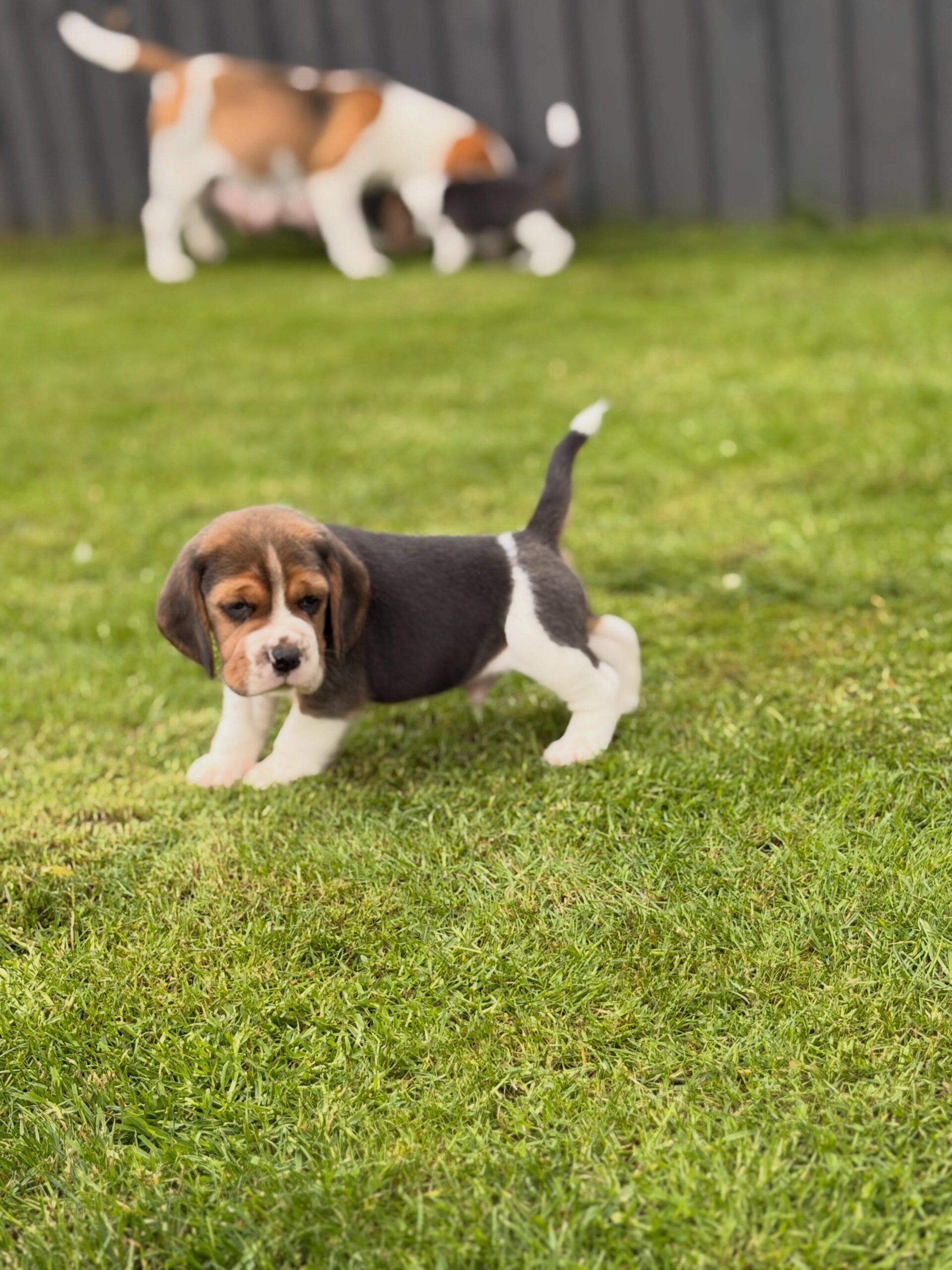 Willow Beagle puppy photo 2