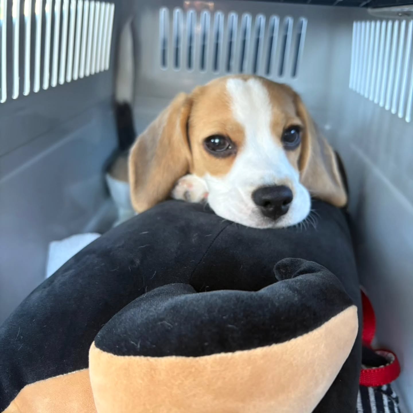Theo Beagle puppy portrait
