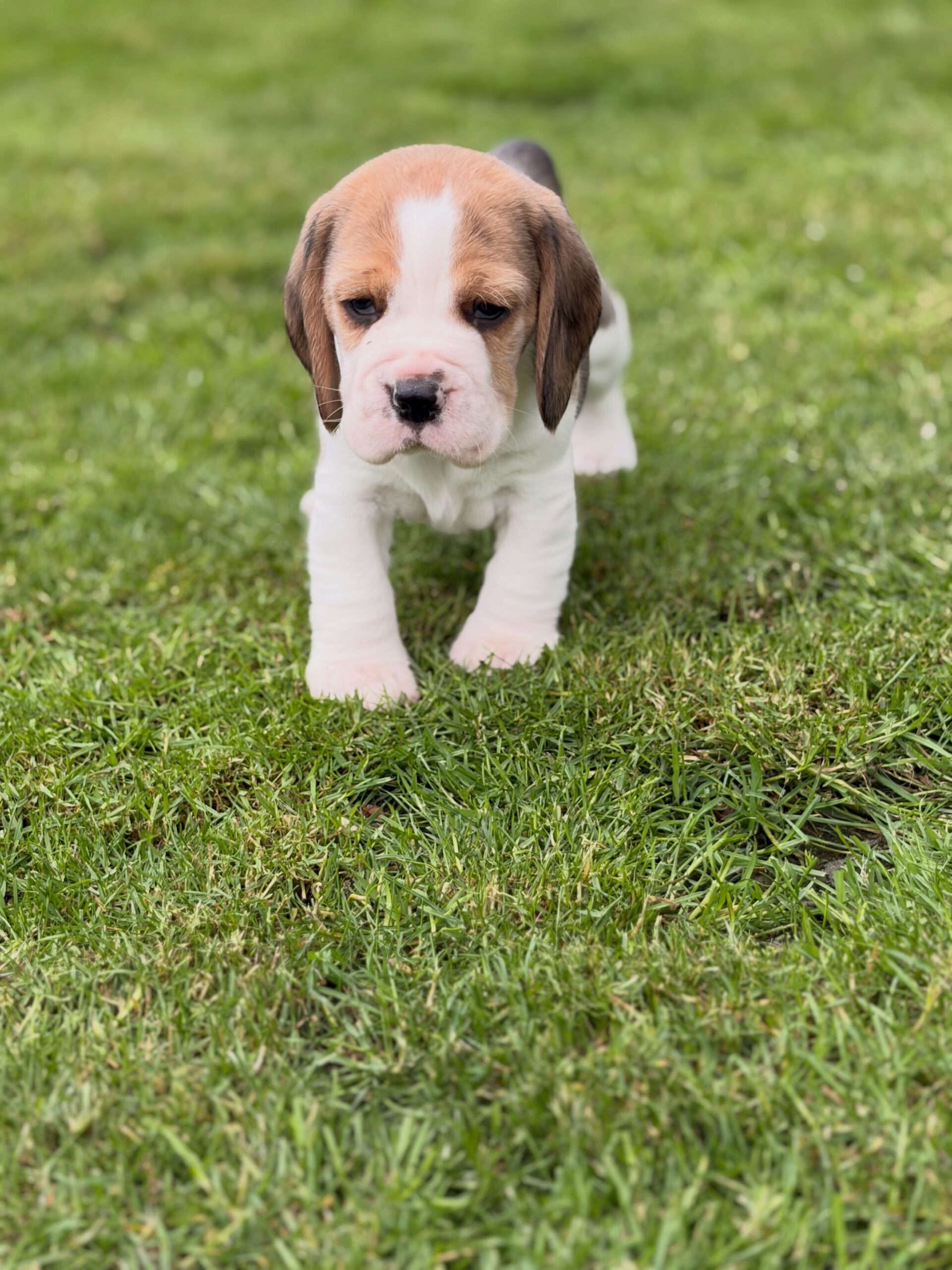 Willow Beagle puppy photo 3