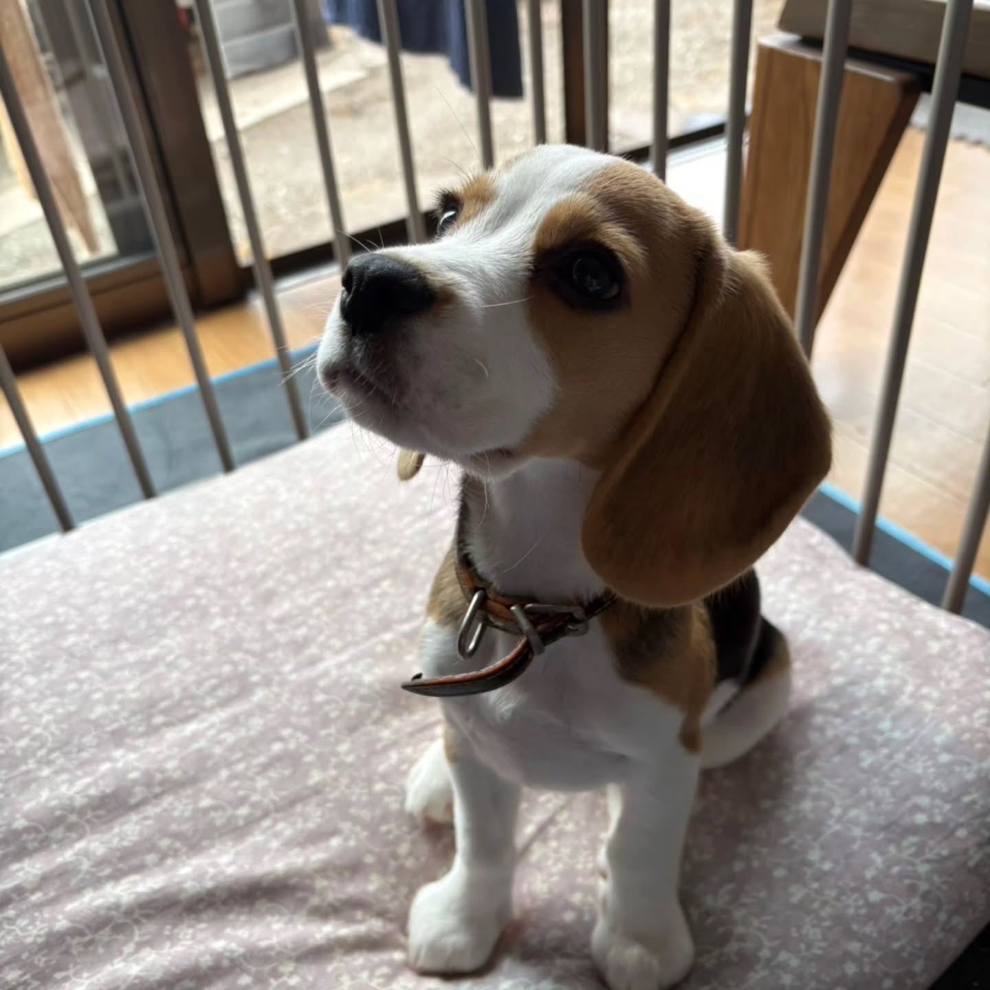 Theo, a tricolor Beagle puppy