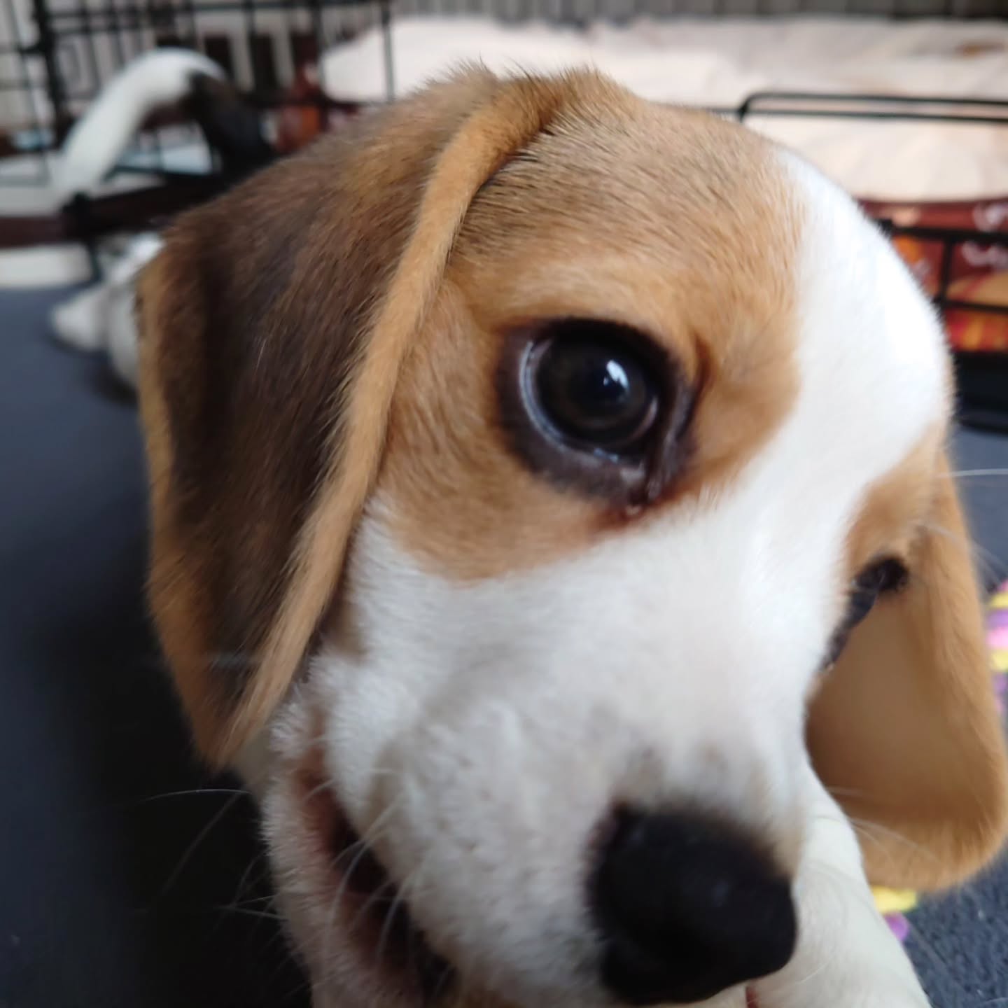 Theo Beagle puppy standing