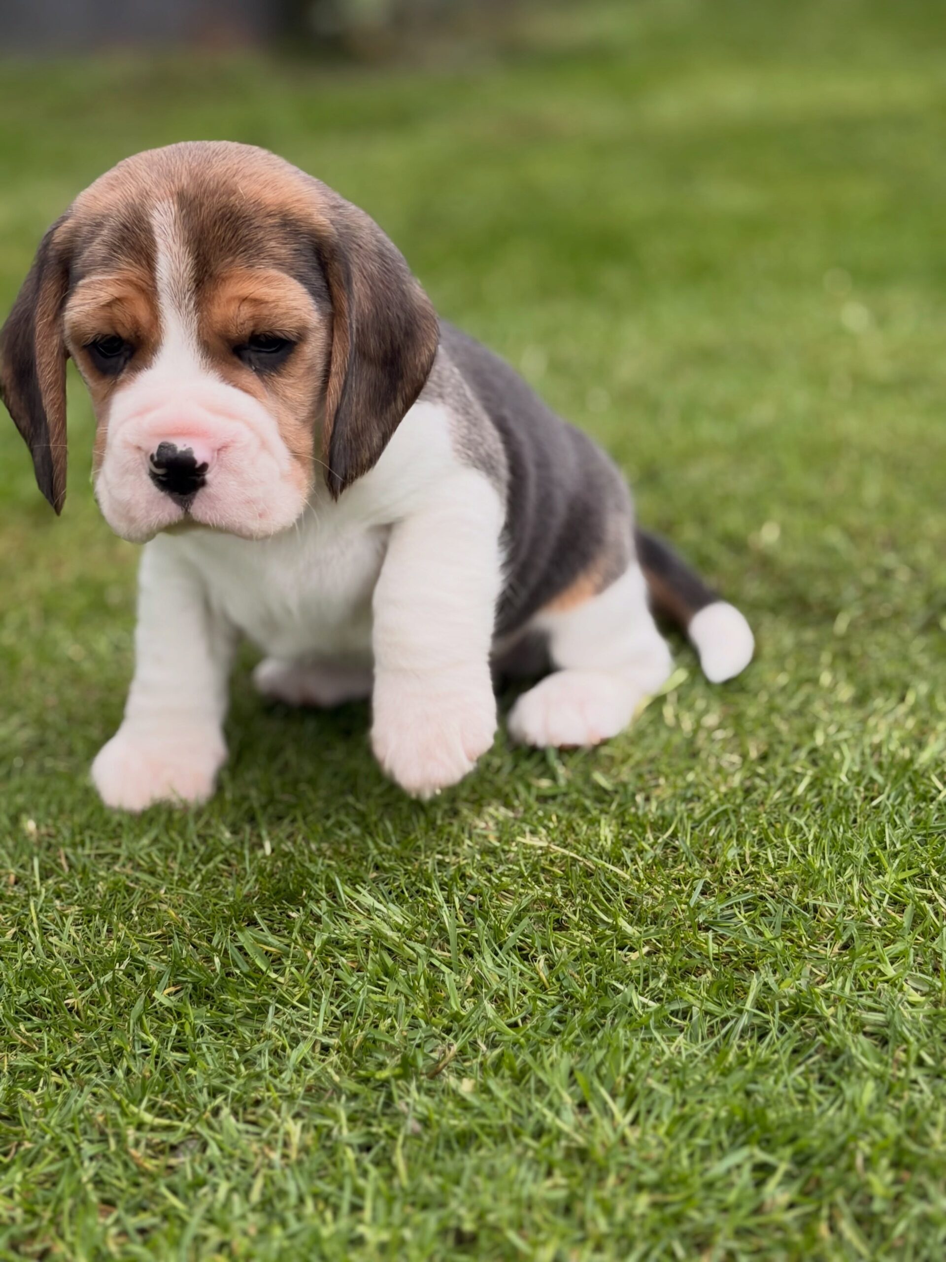 Willow Beagle puppy photo 4