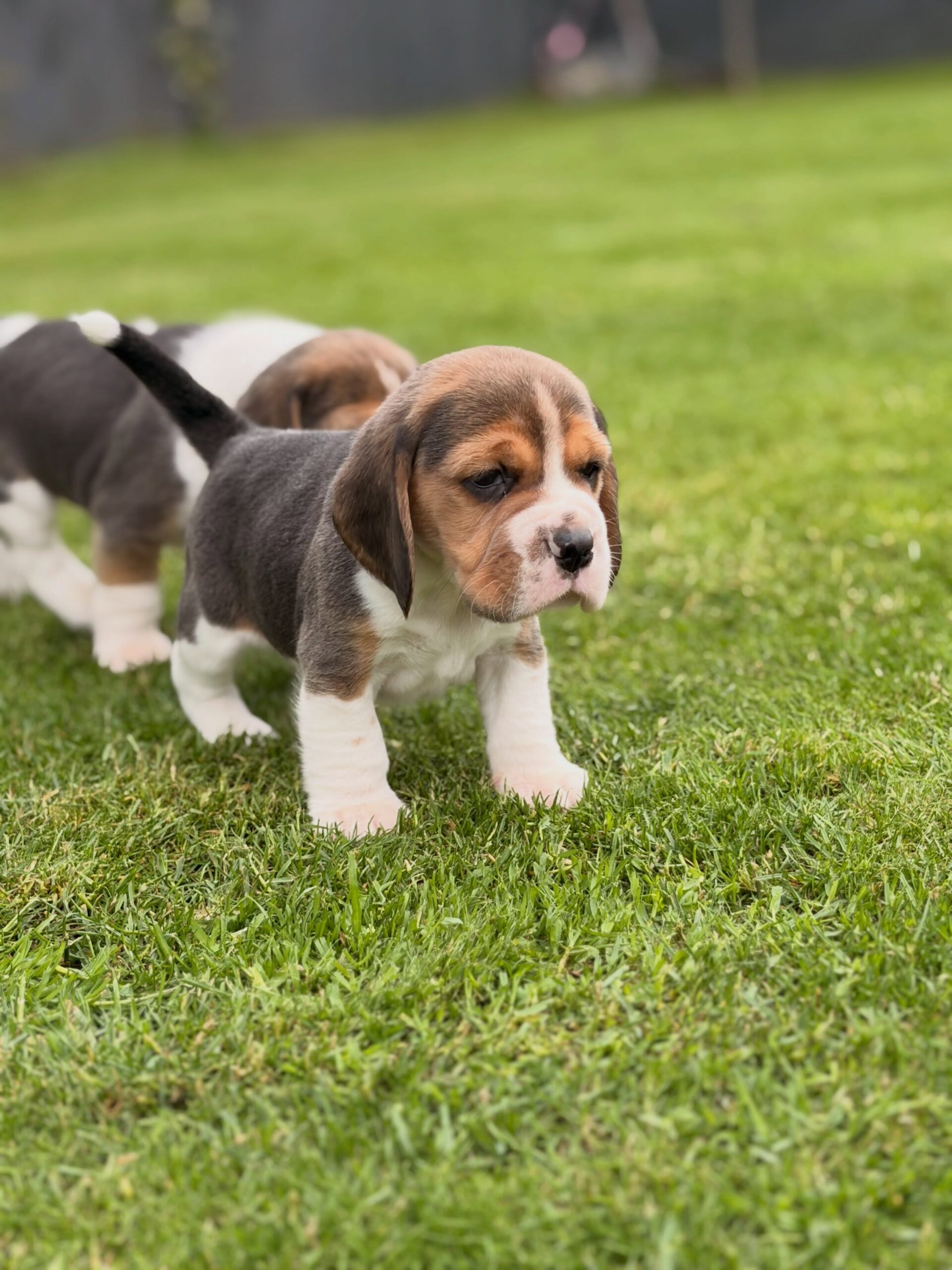 Willow Beagle puppy photo 5