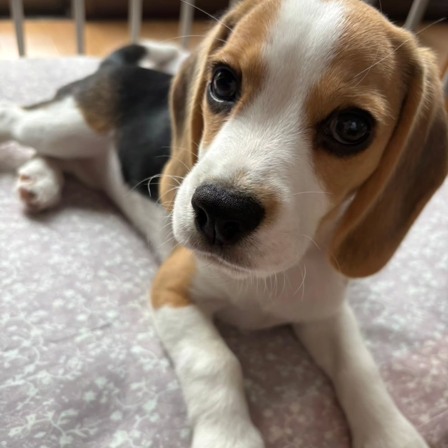 Theo Beagle puppy additional portrait