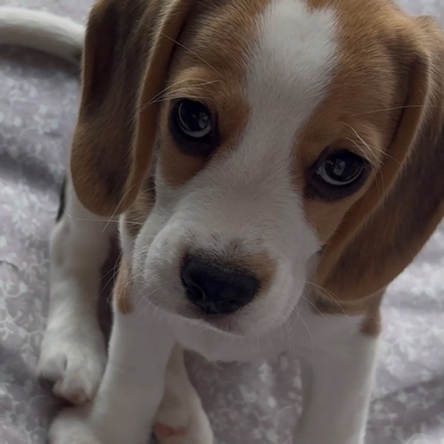 Theo Beagle puppy sitting