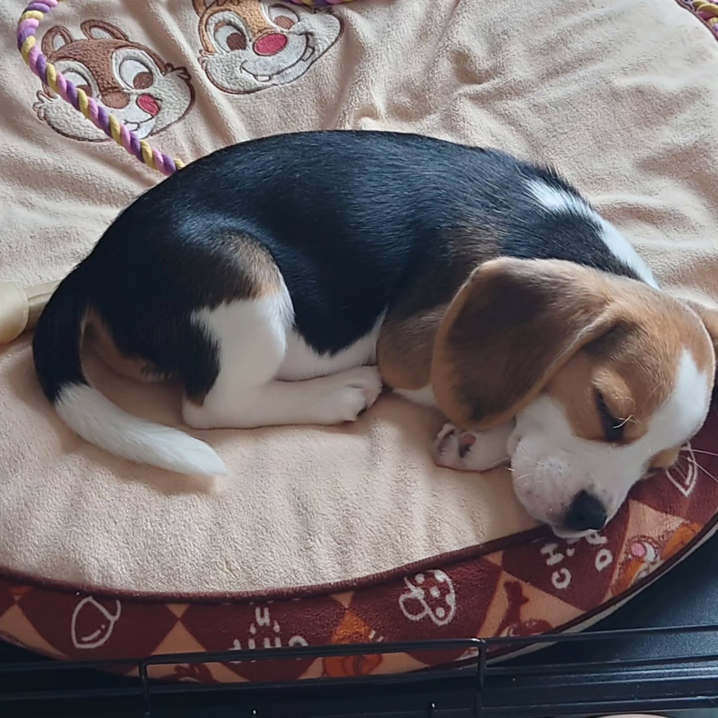 Theo the Beagle puppy