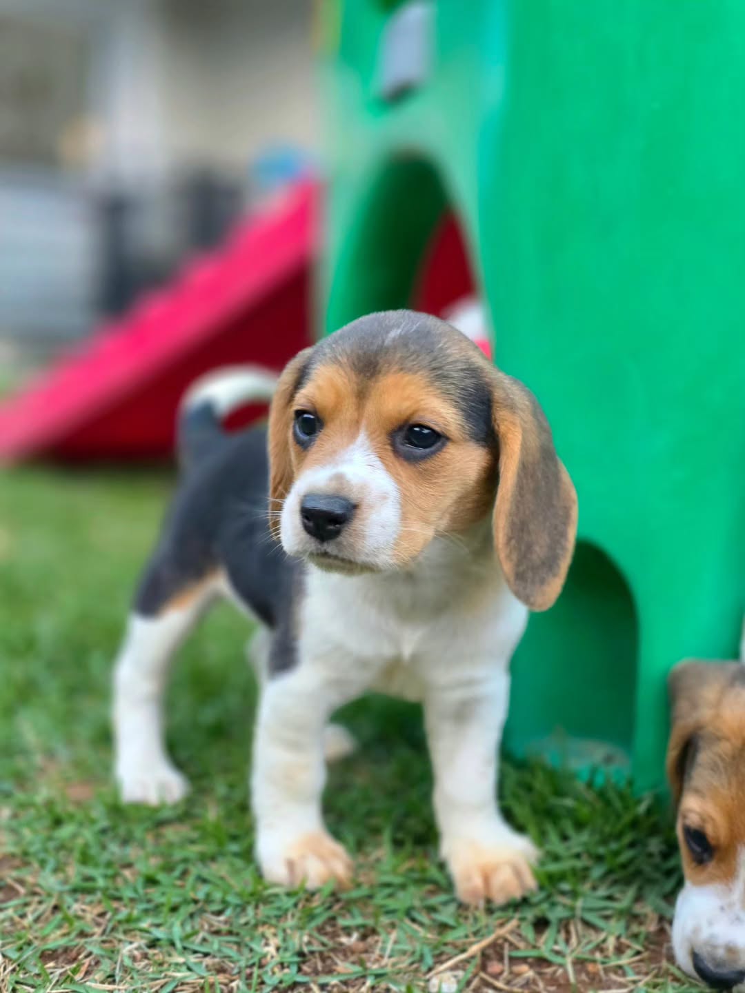 Cooper Beagle puppy photo 7