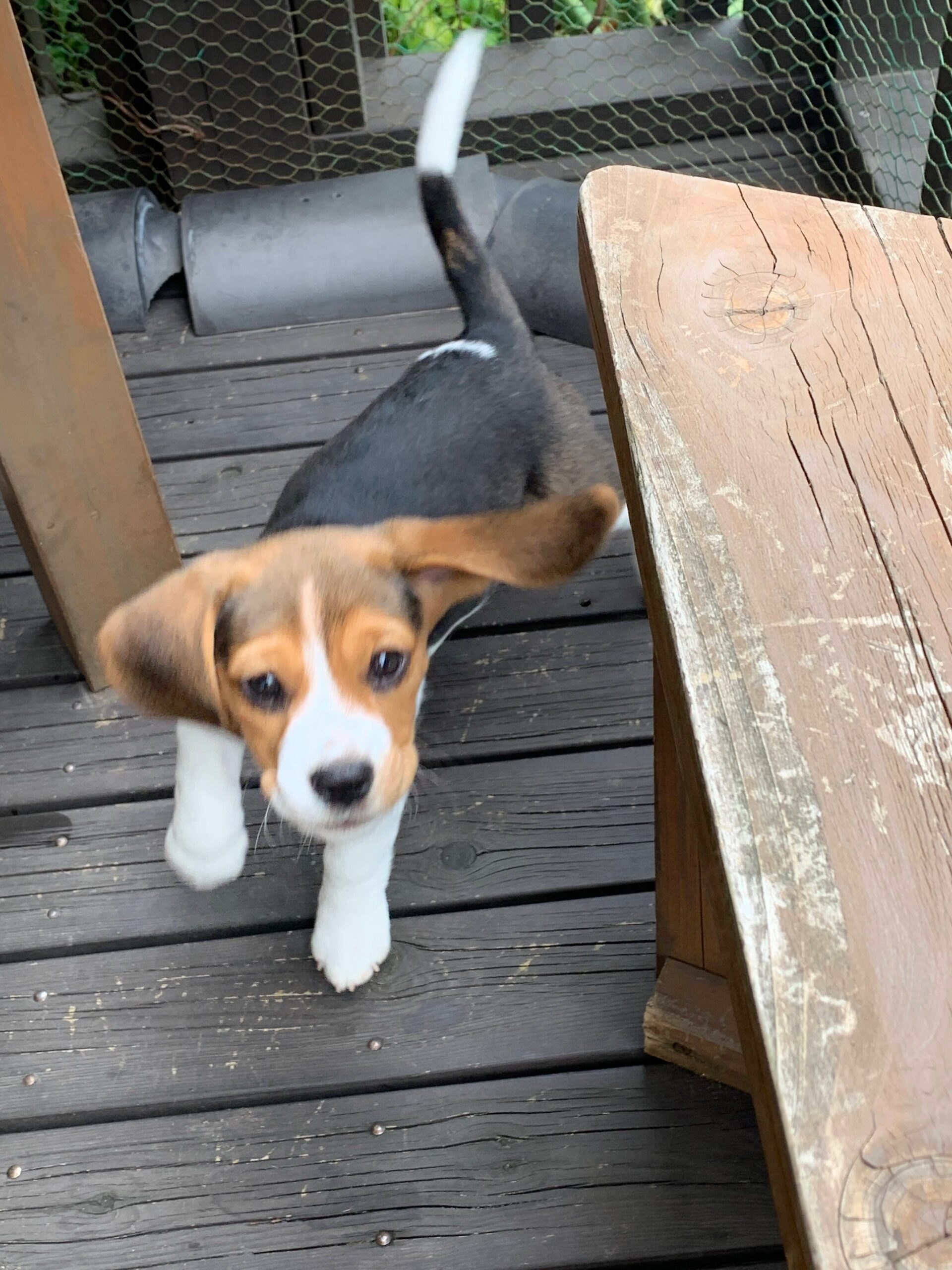 Archie Beagle puppy from another angle