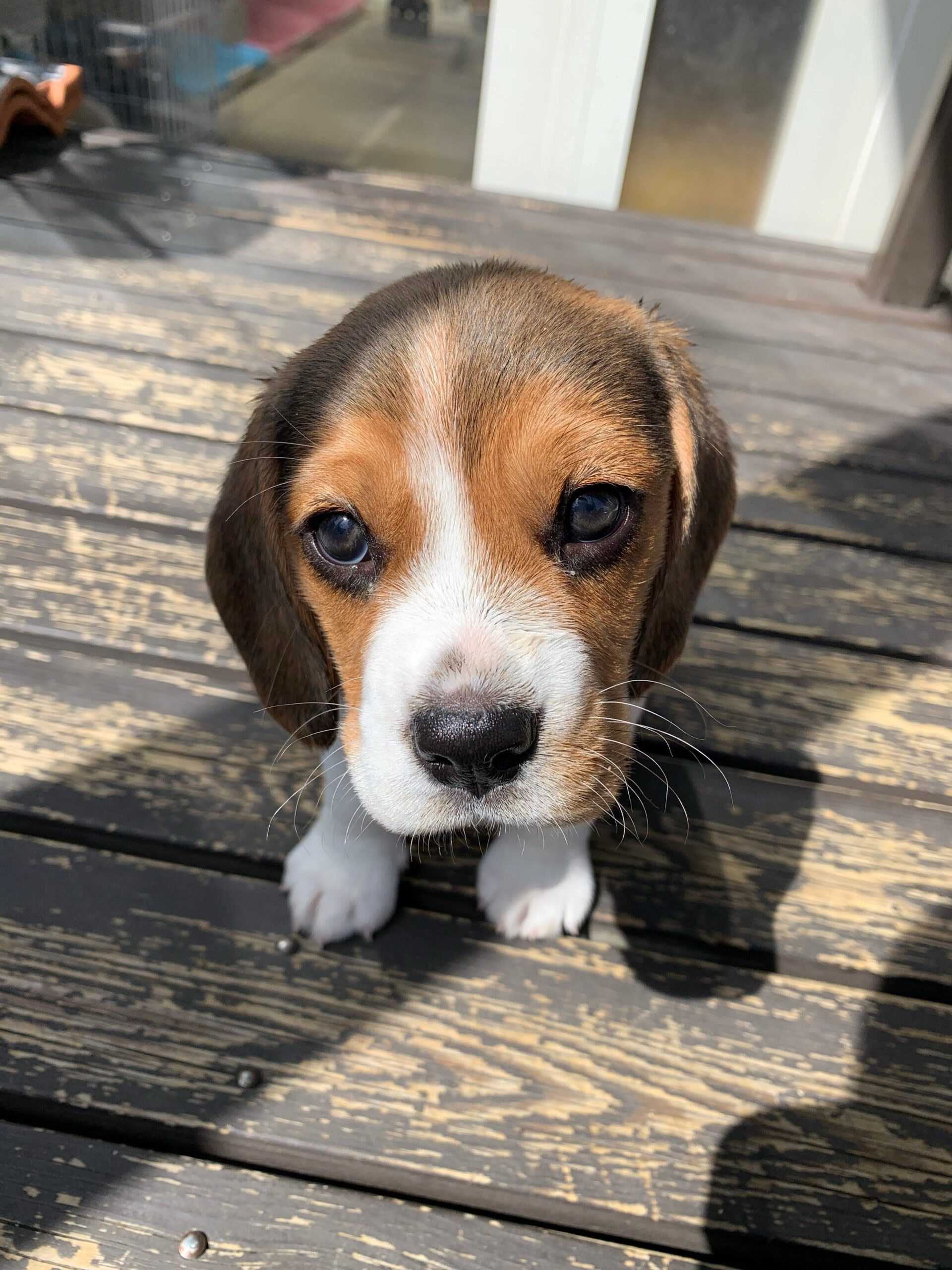 Archie Beagle puppy portrait
