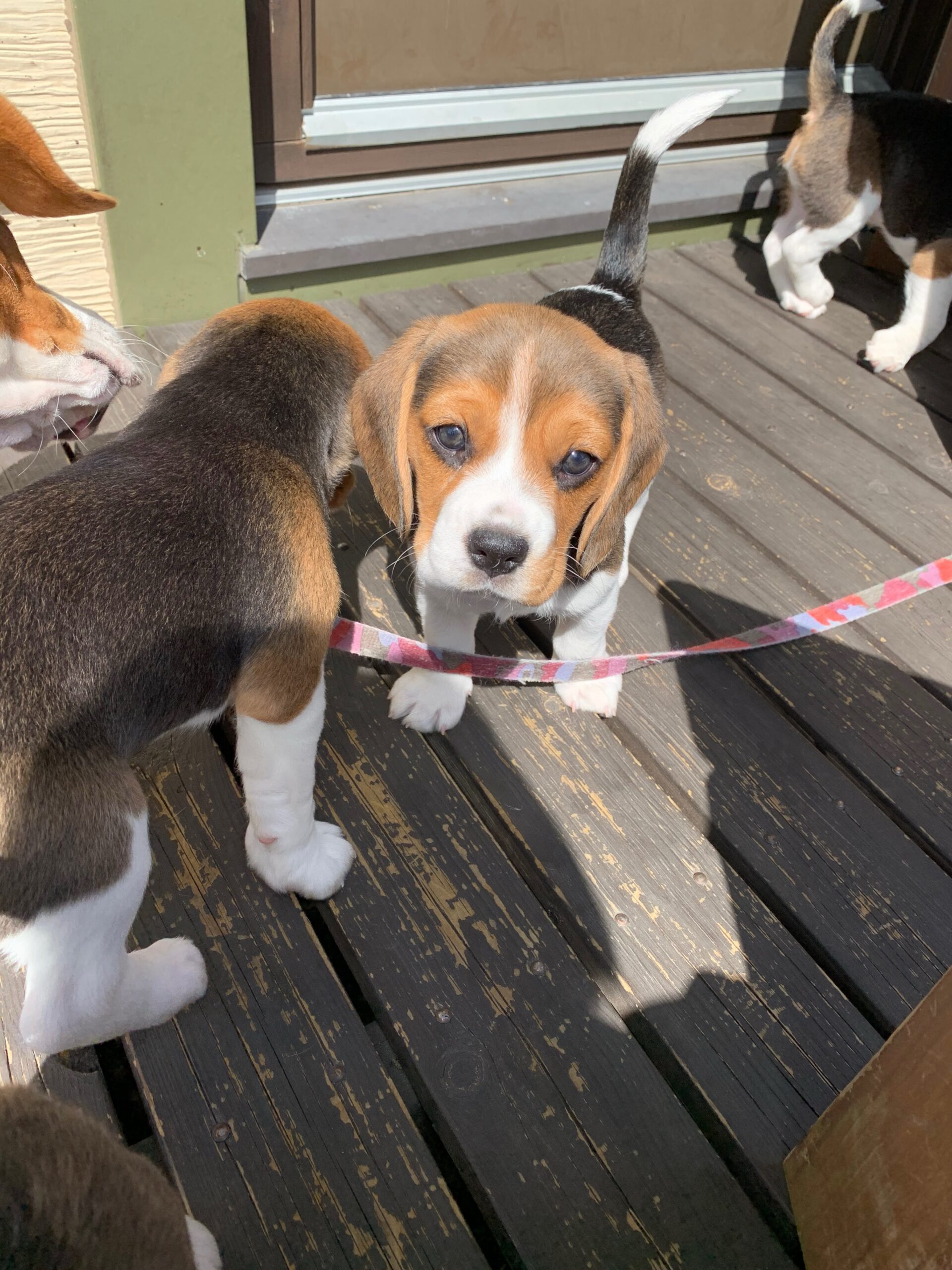 Archie, a tricolor Beagle puppy