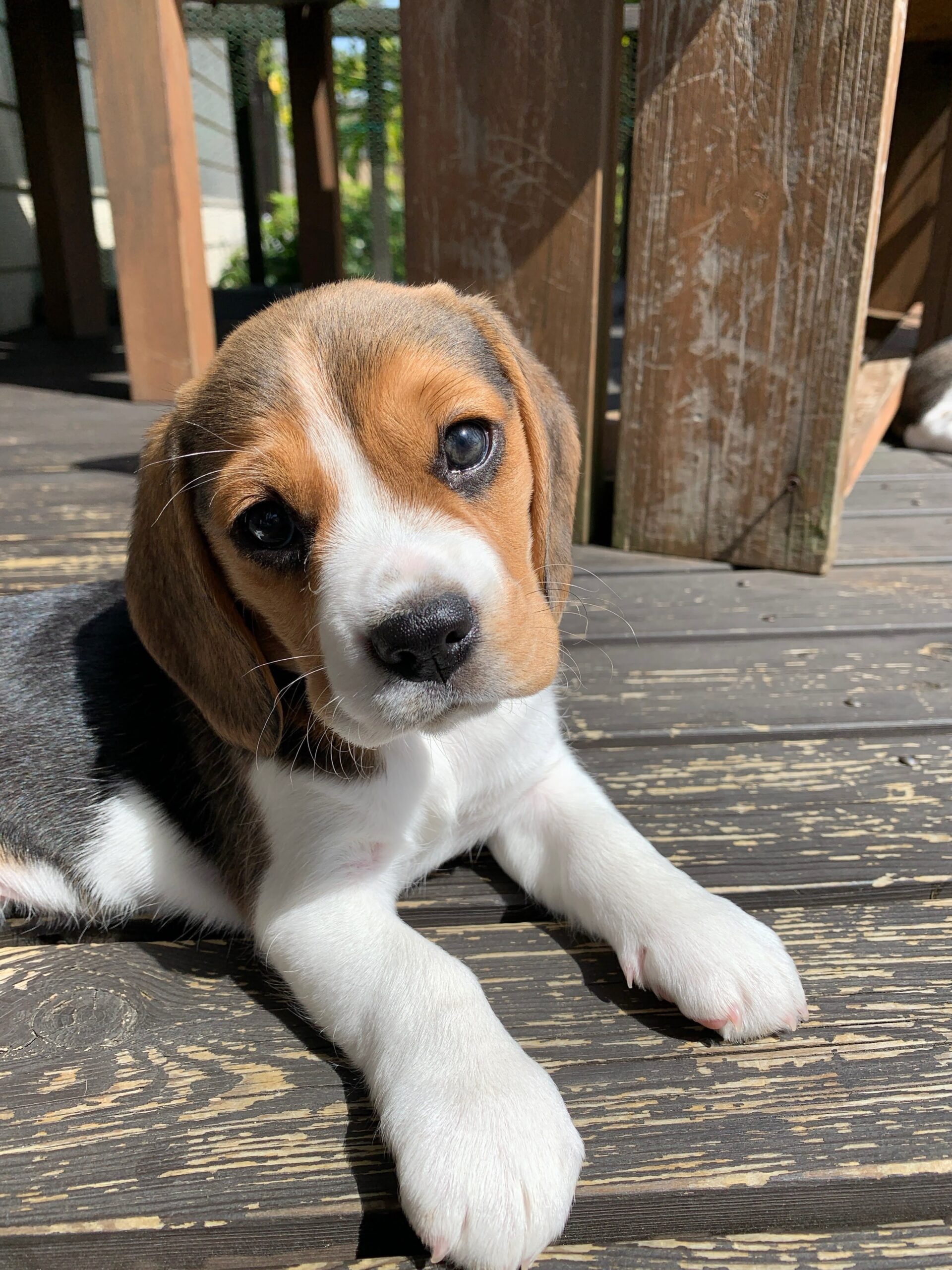 Archie Beagle puppy sitting