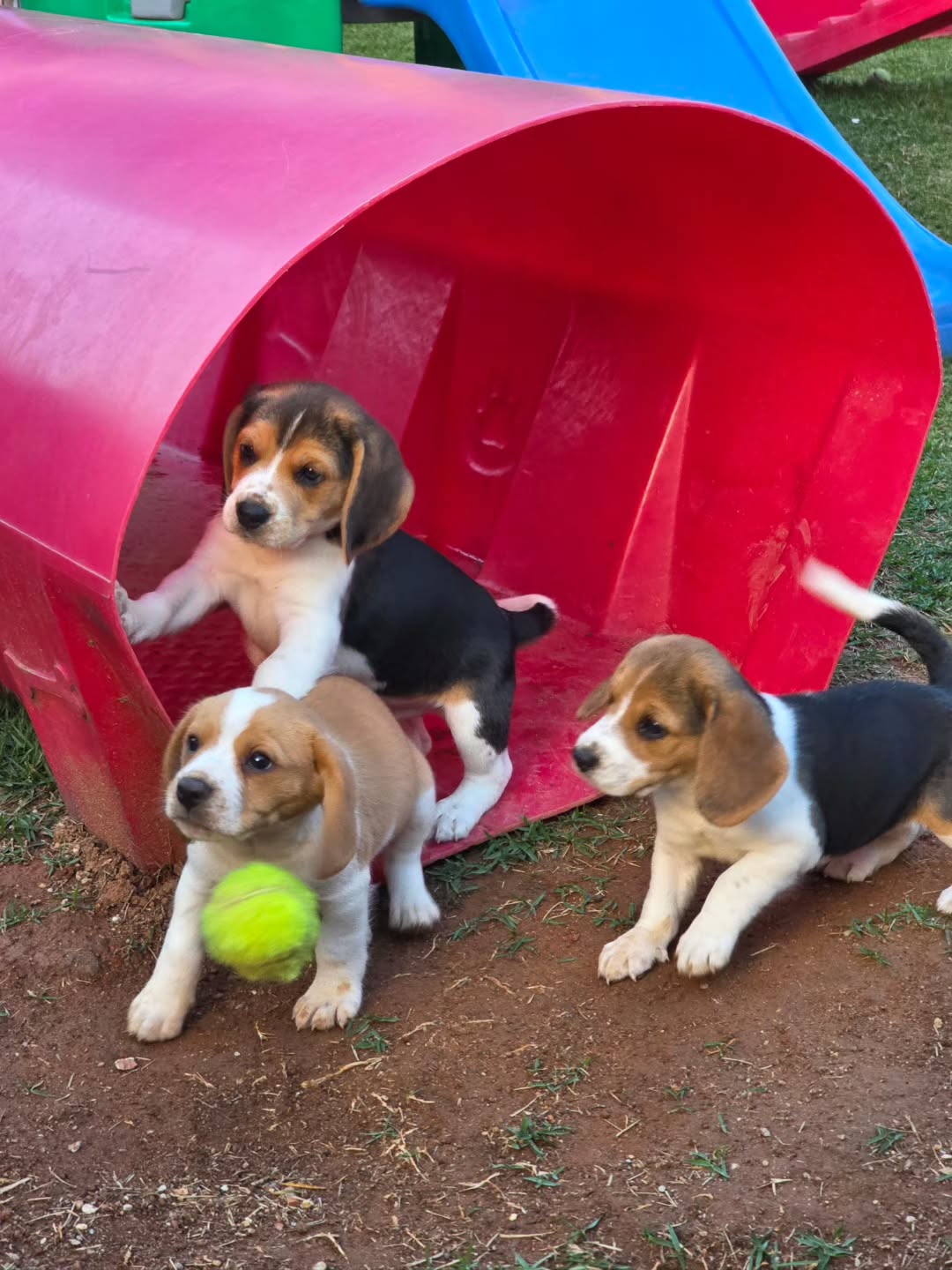 Cooper Beagle puppy photo 6