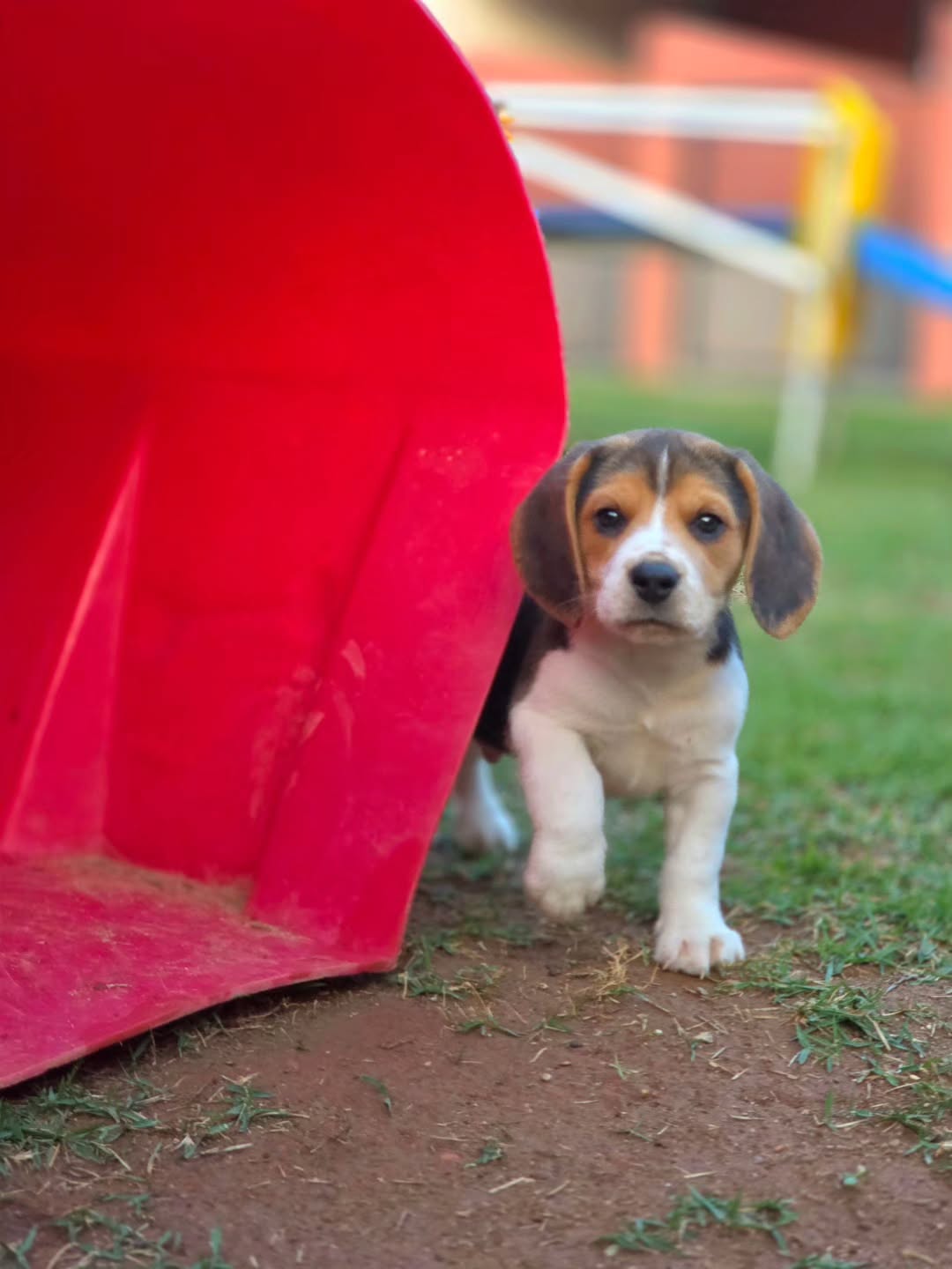 Cooper Beagle puppy photo 5