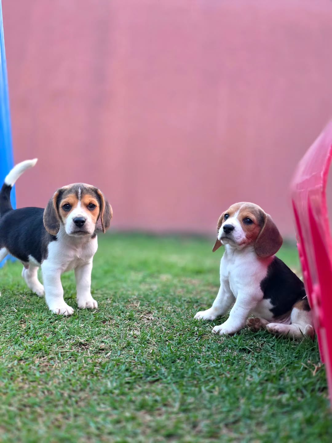 Cooper Beagle puppy photo 4