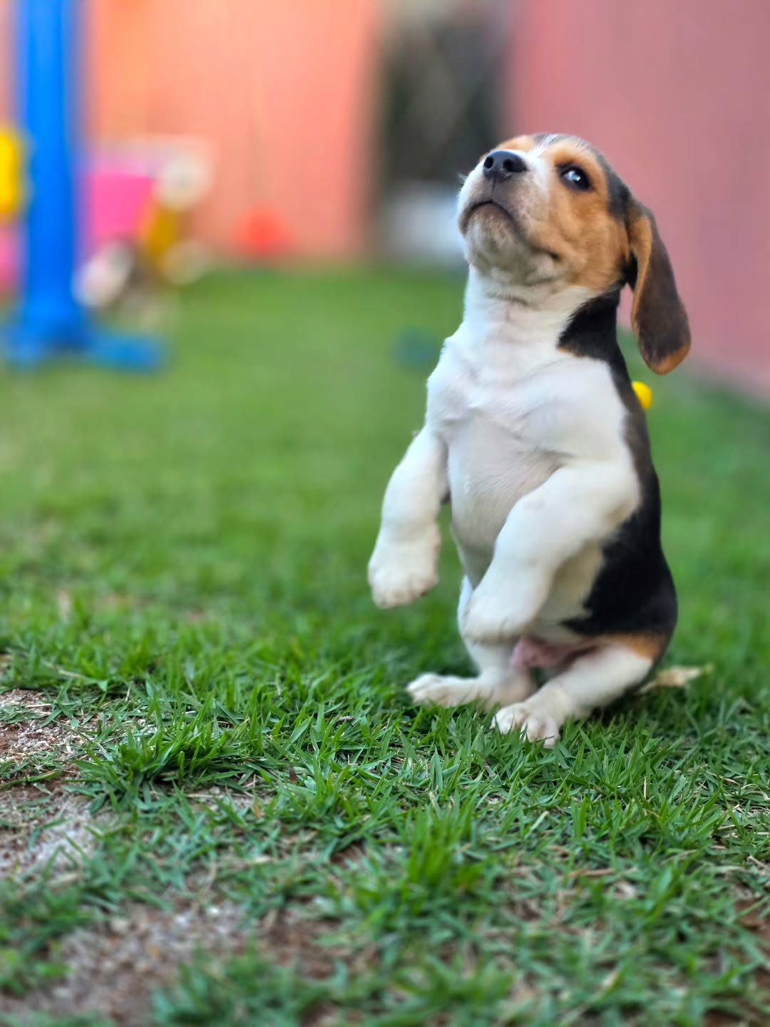 Cooper Beagle puppy photo 3