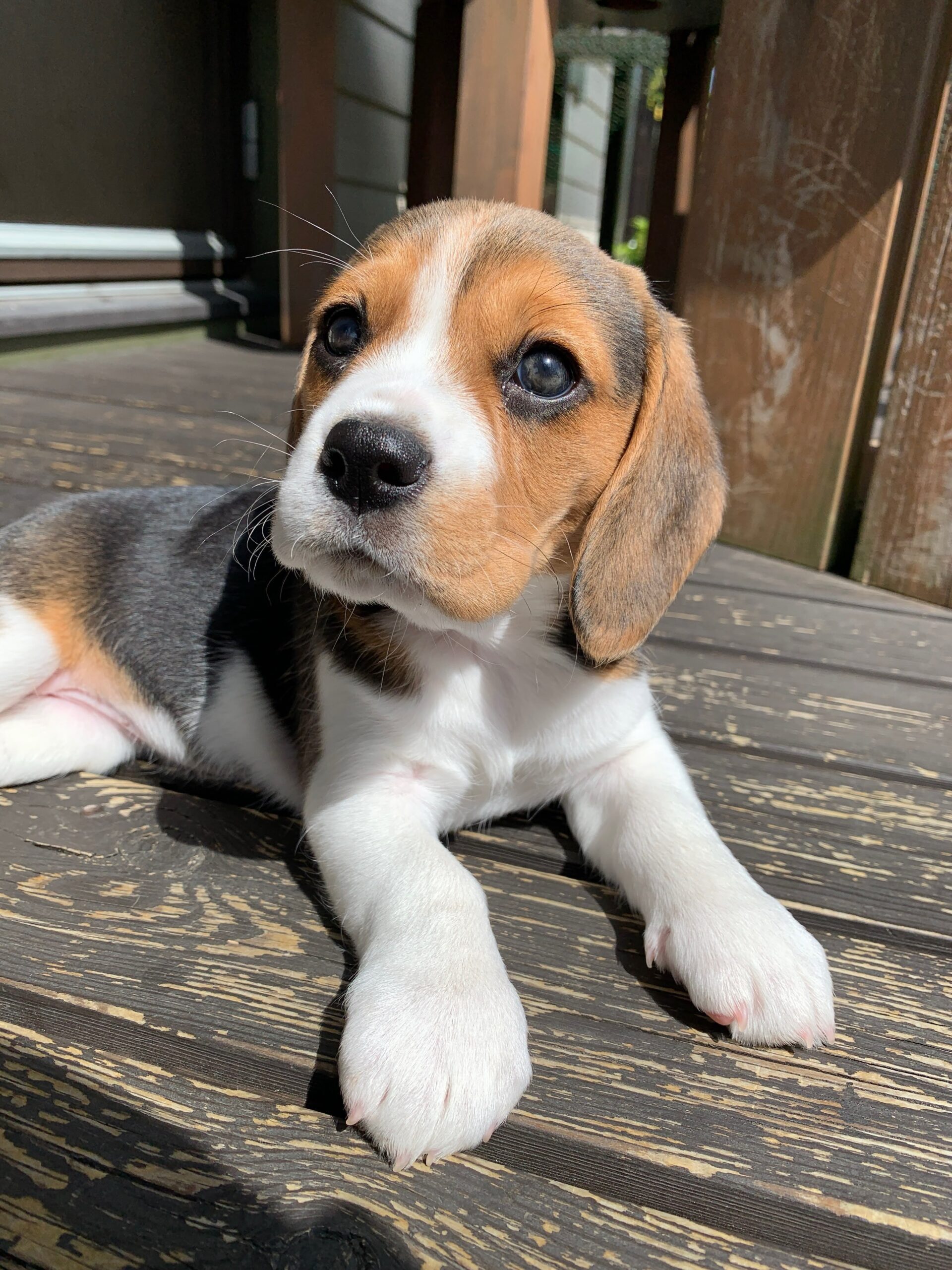 Another portrait of Archie the Beagle puppy