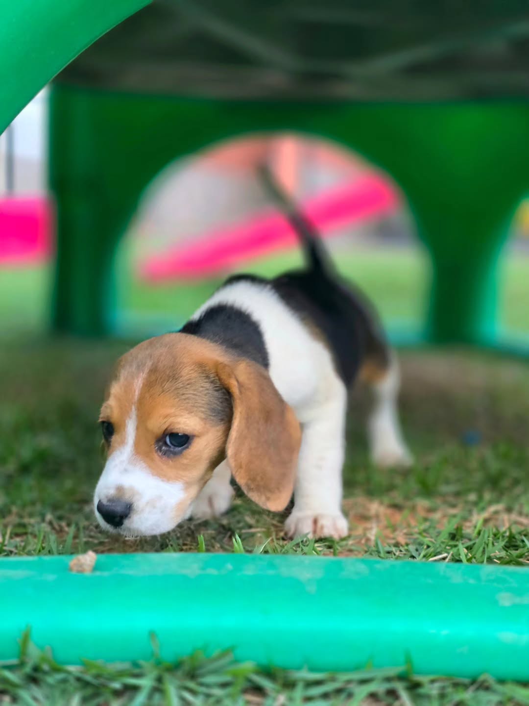 Cooper Beagle puppy photo 2