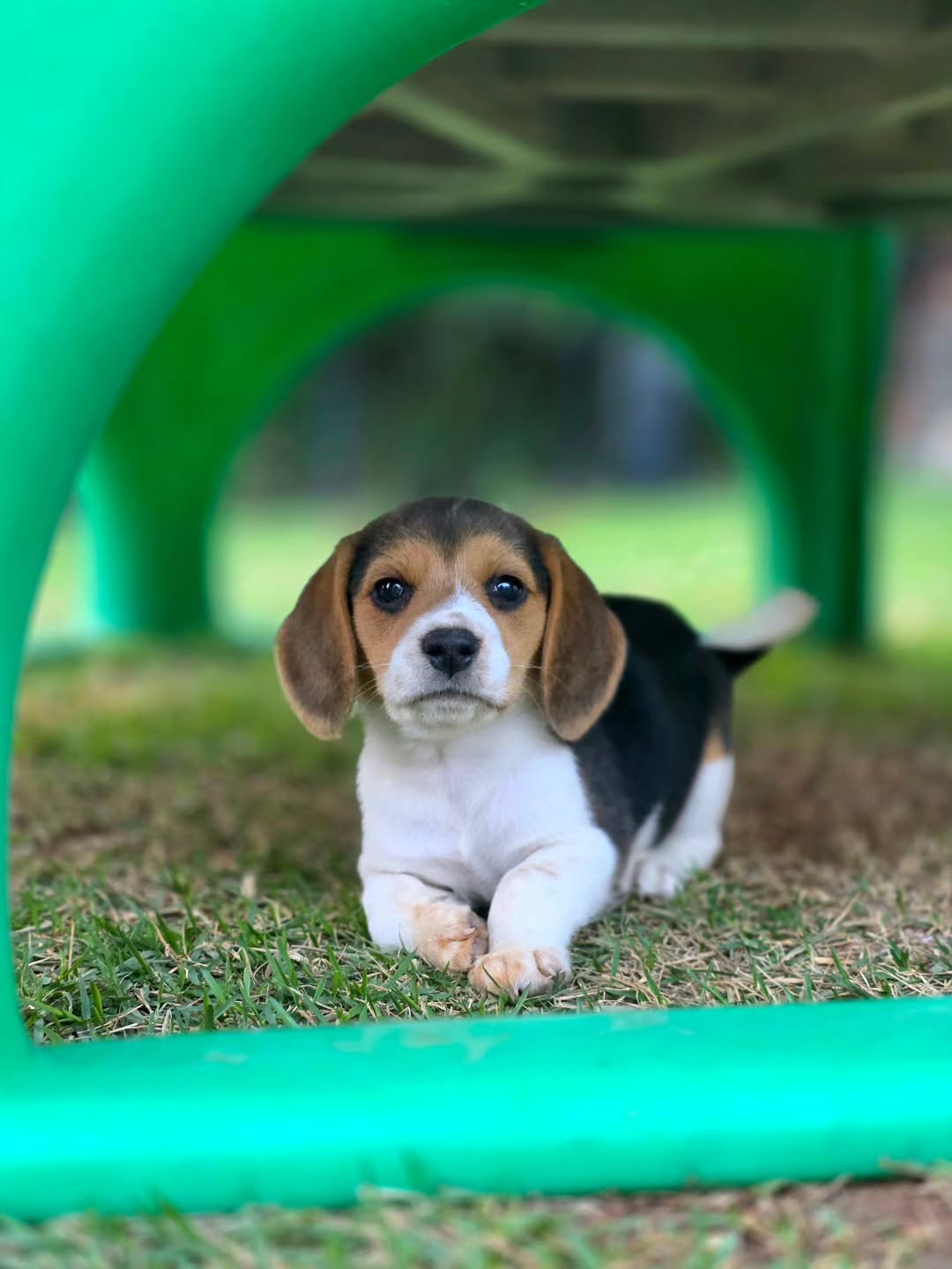 Cooper, a Beagle puppy