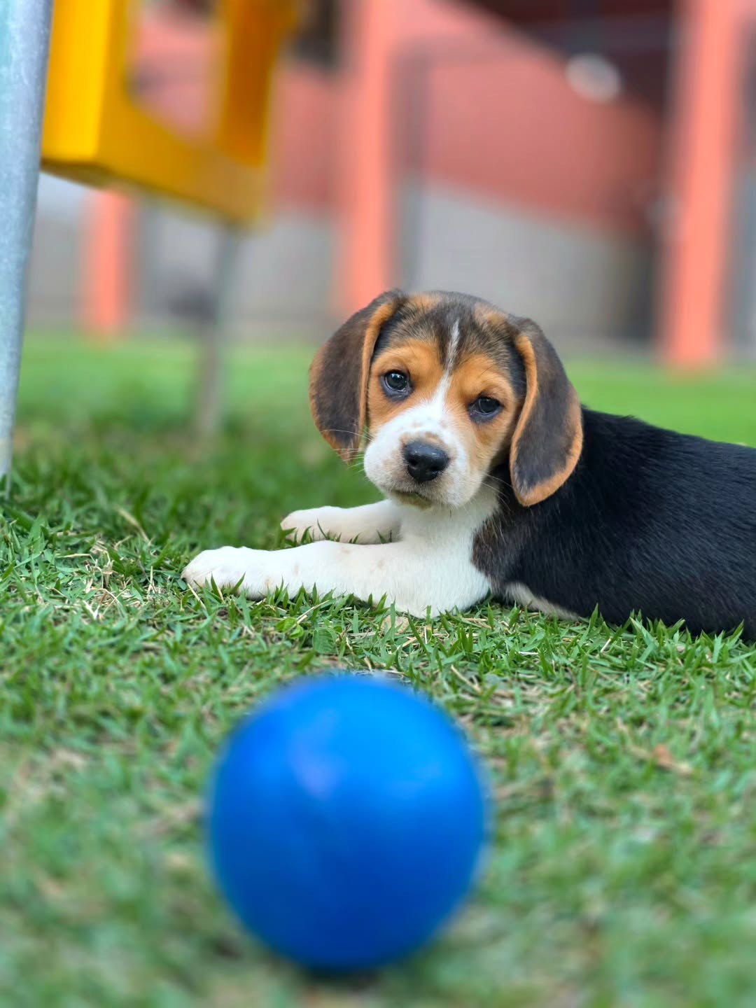Milo the Beagle puppy