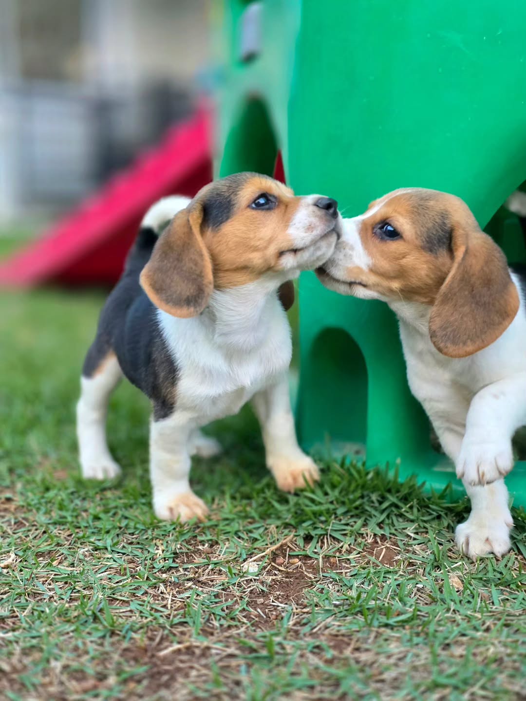 Cooper Beagle puppy photo 8
