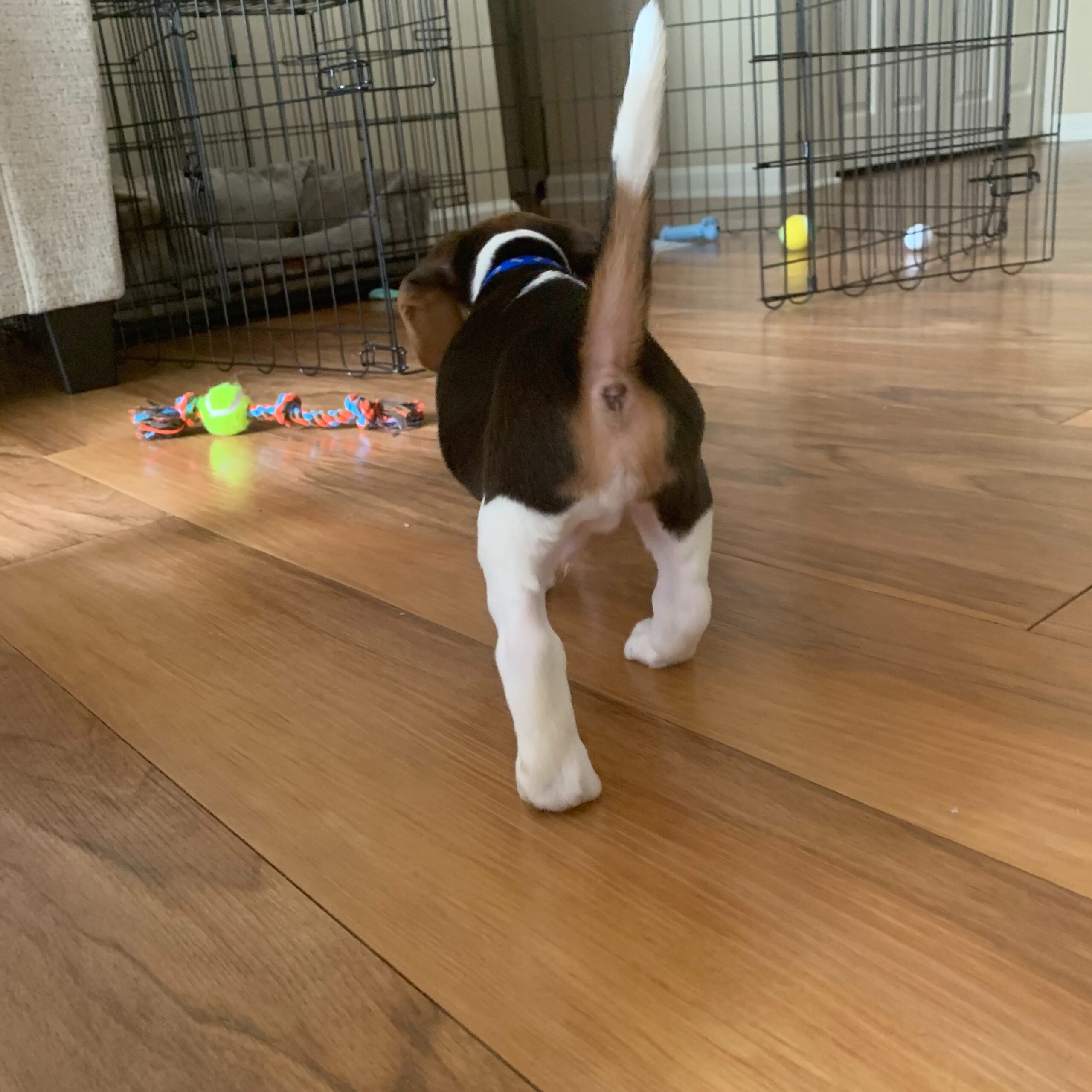Charlie Beagle puppy, another portrait