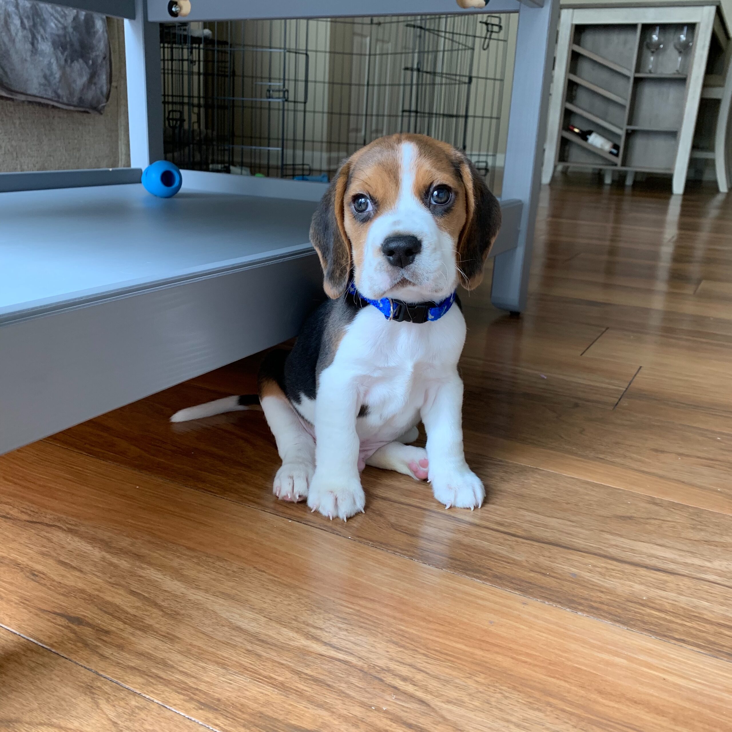 Charlie, a Beagle puppy