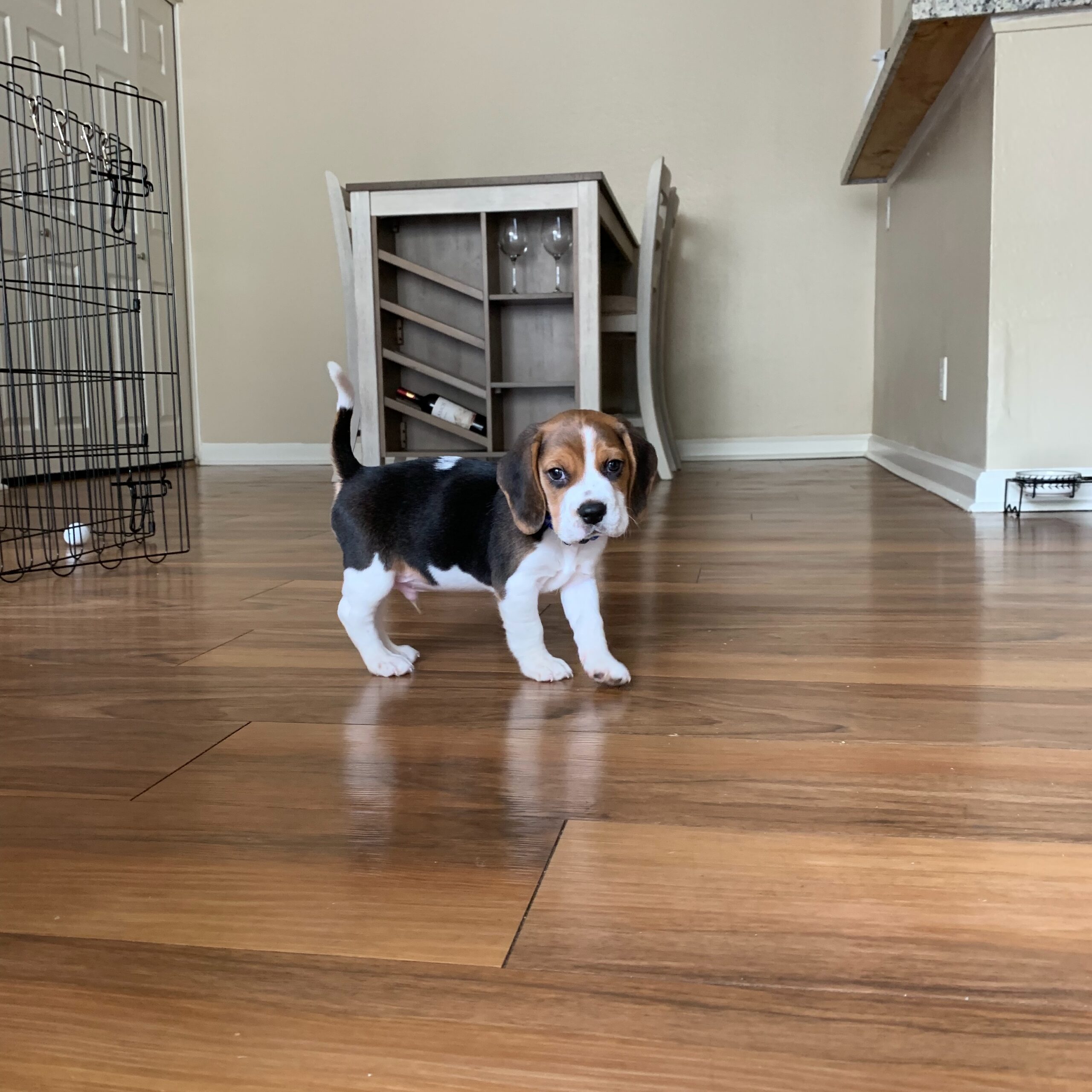 Charlie Beagle puppy portrait