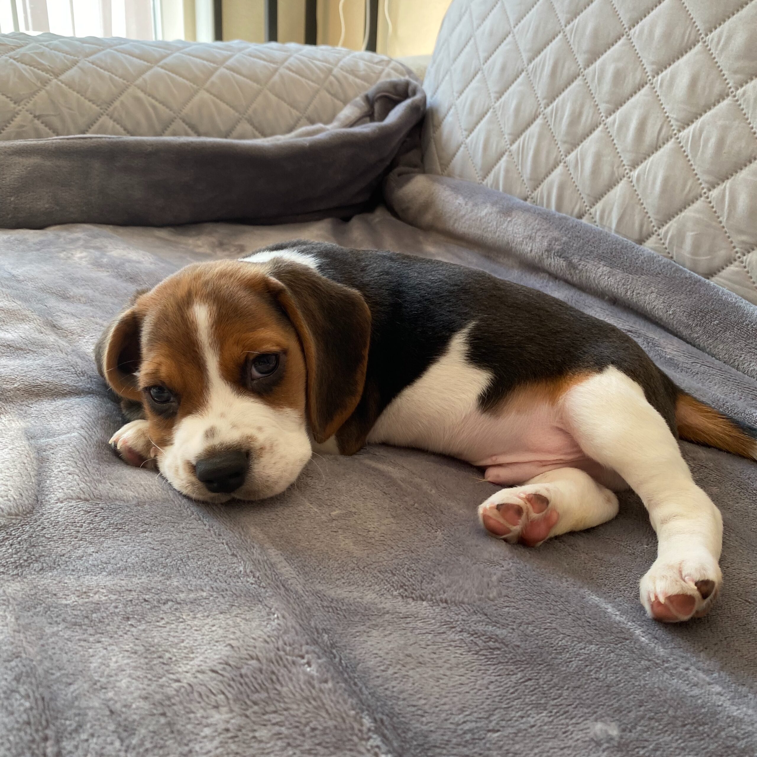 Charlie Beagle puppy from another angle