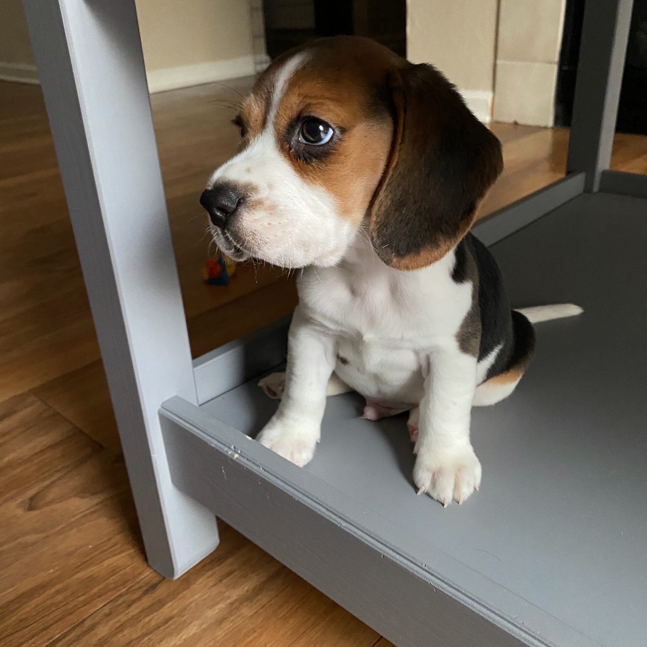Charlie Beagle puppy sitting